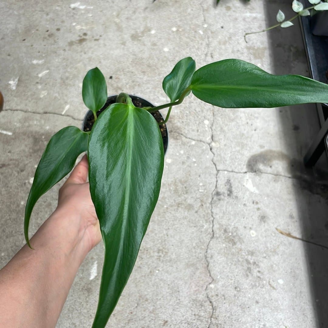 Monstera burle marx flame 🪴💚