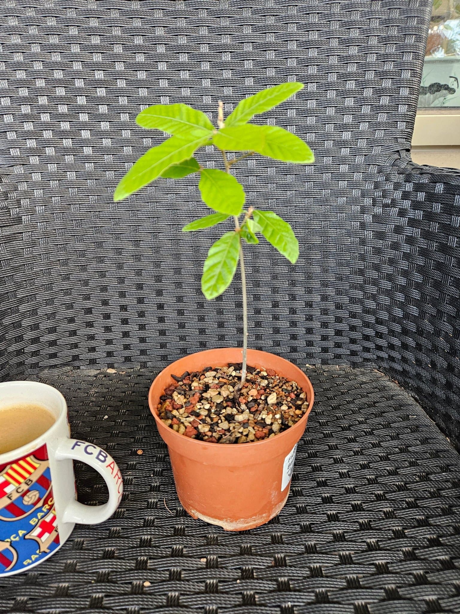 Quercus variabilis (Chinese cork oak) seedling