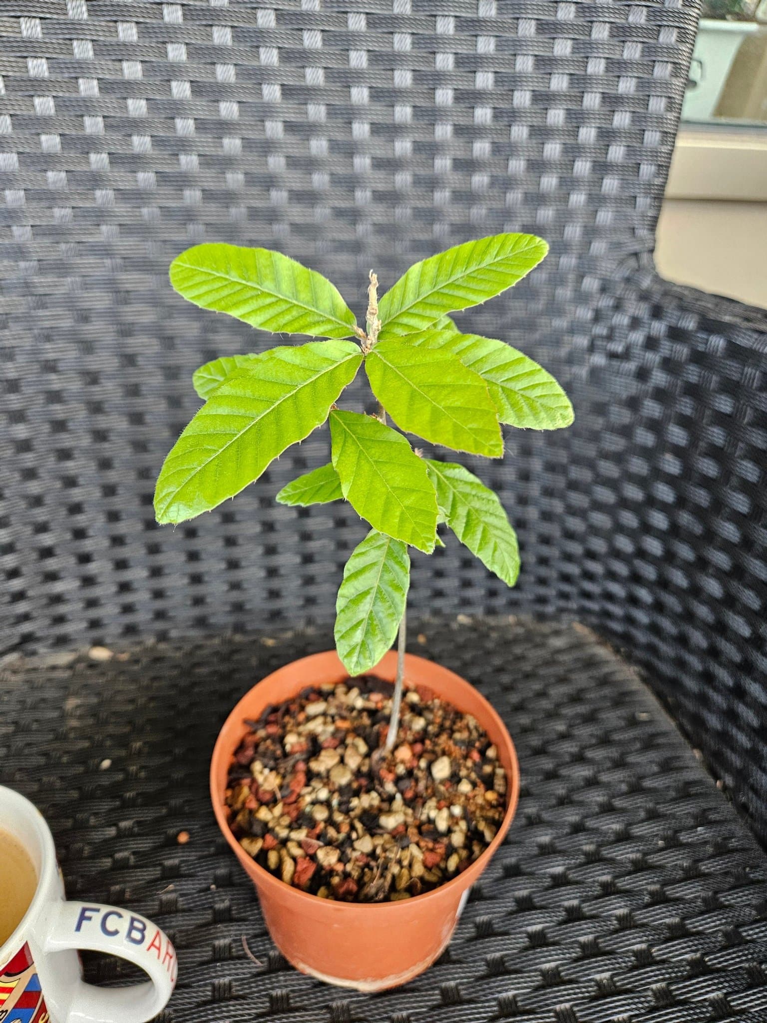 Quercus variabilis (Chinese cork oak) seedling