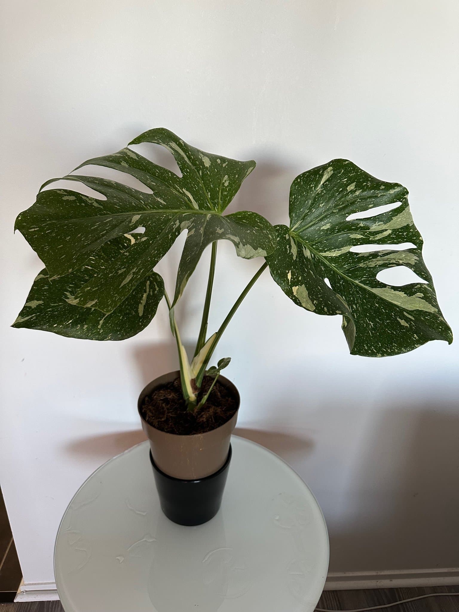 Monstera Thai Constellation