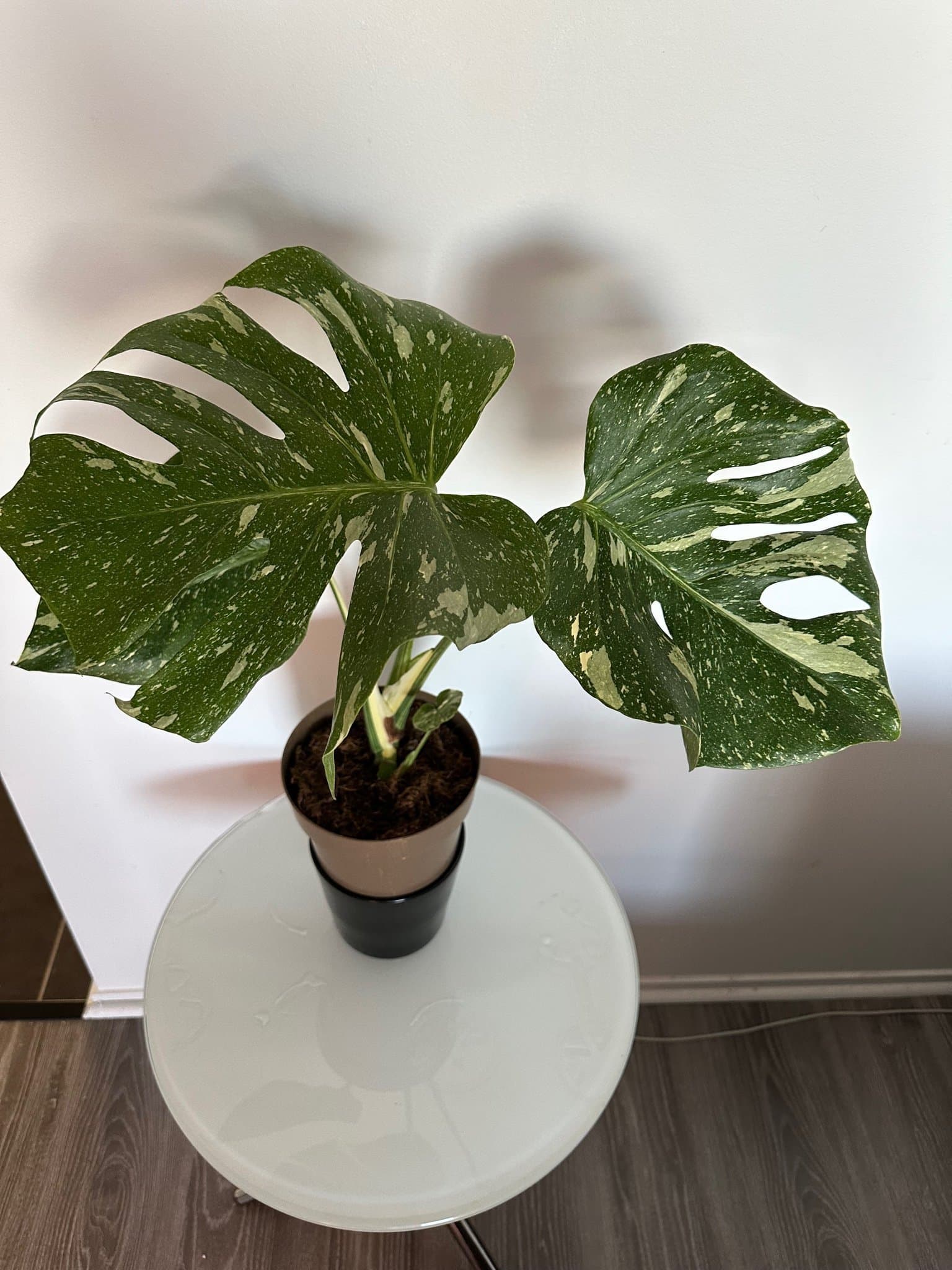 Monstera Thai Constellation