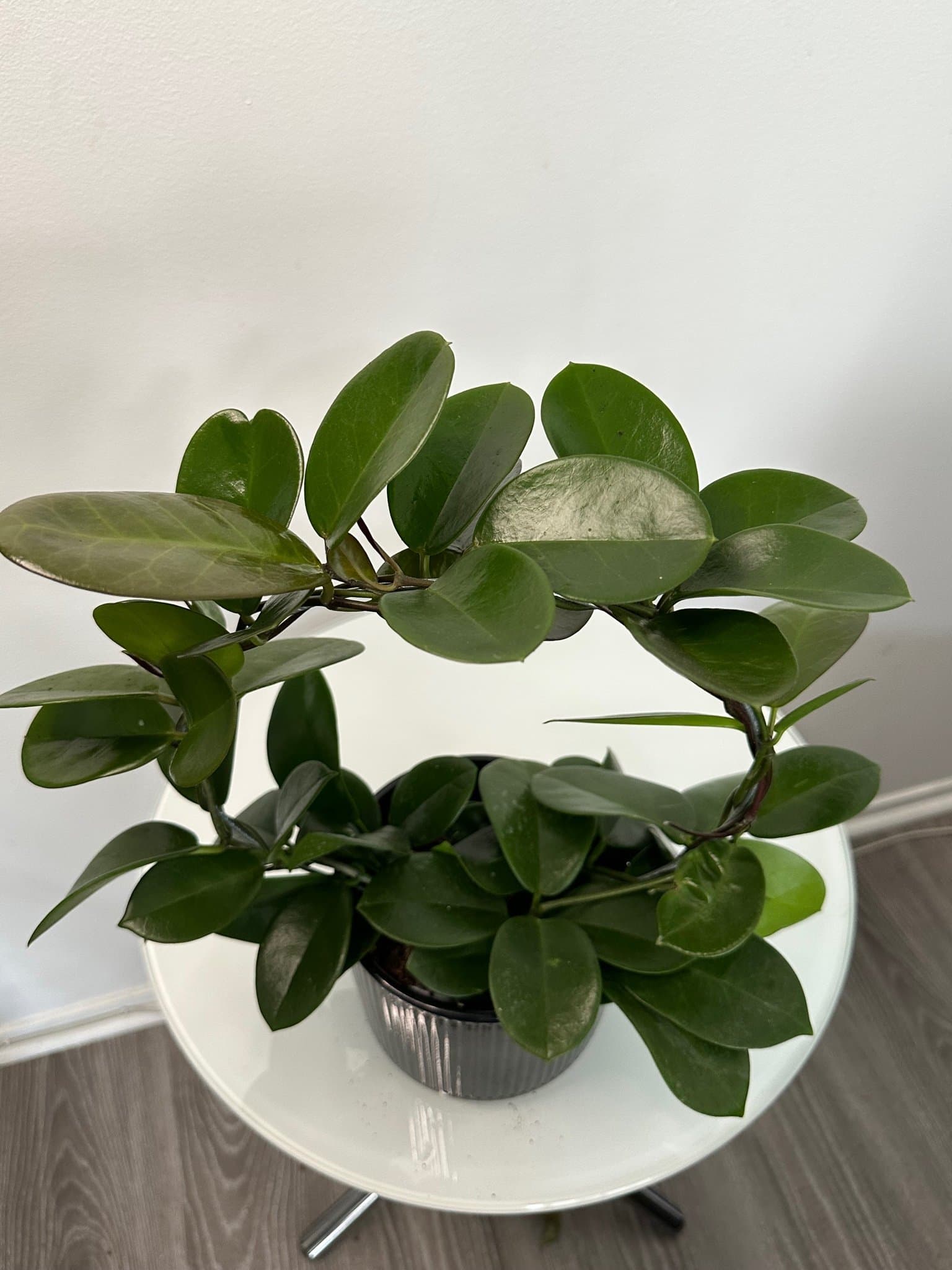 Hoya carnosa