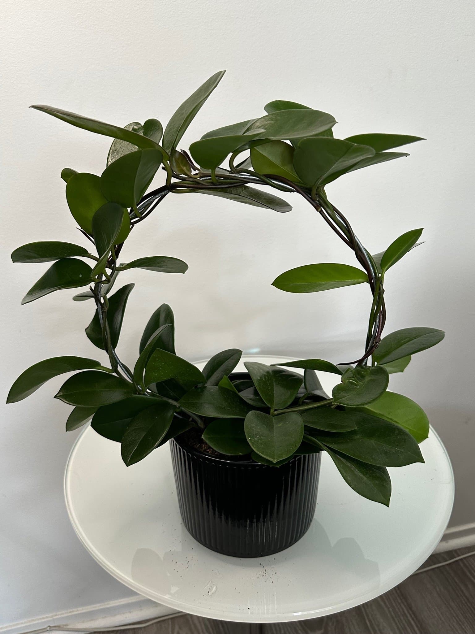 Hoya carnosa