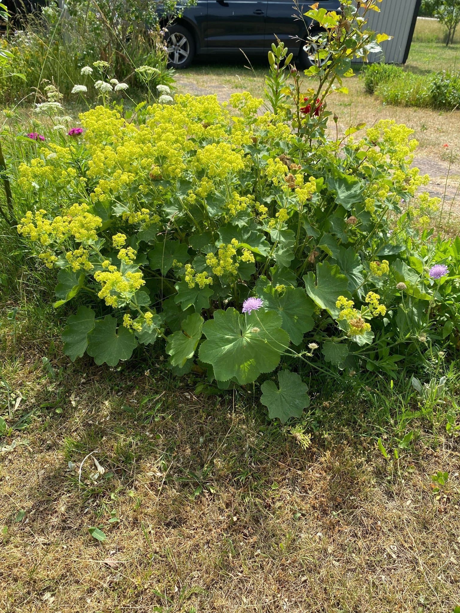 Daggkåpa stor planta