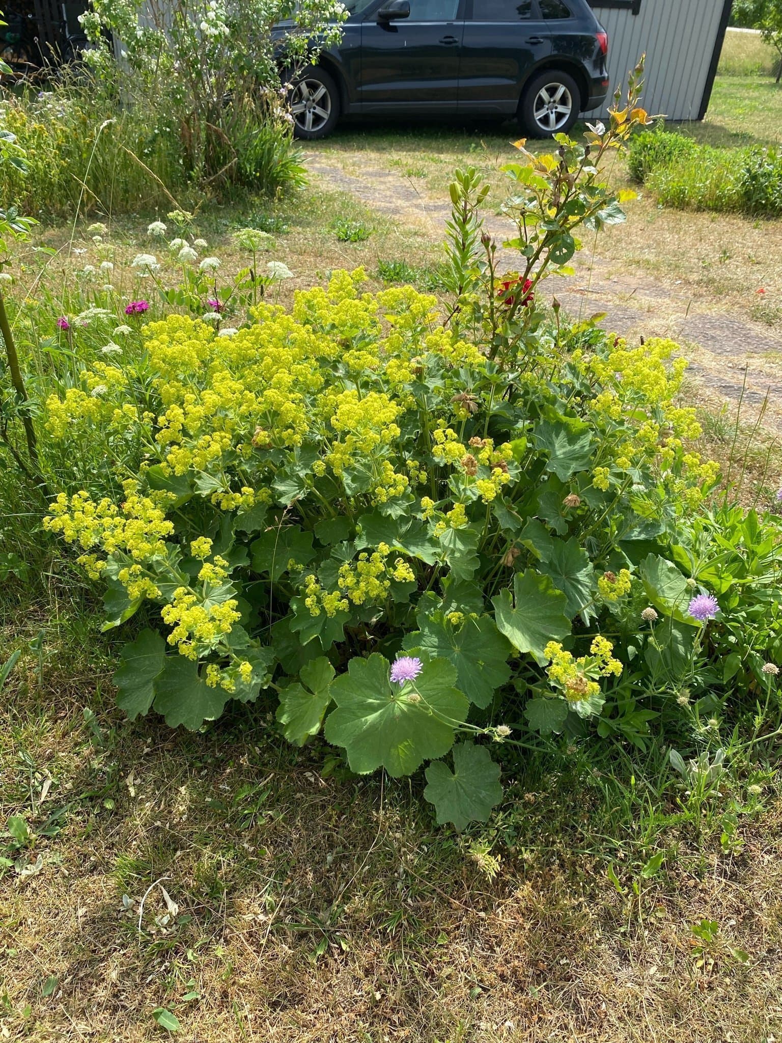 Daggkåpa stor planta