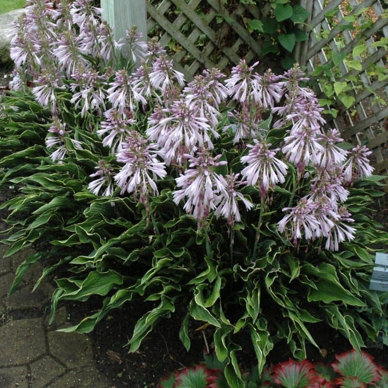 Hosta (funkia) "Praying Hands" - planta.