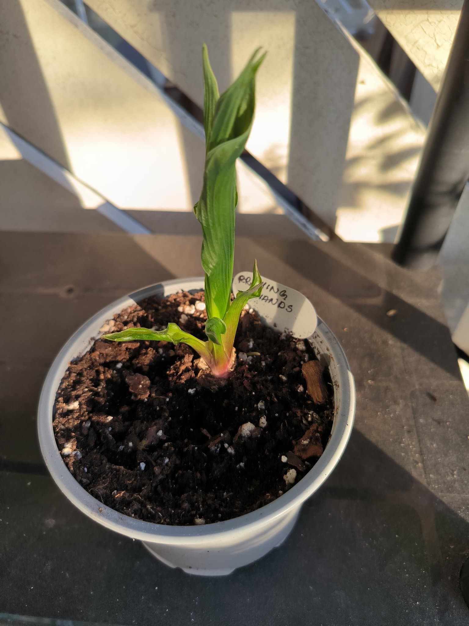 Hosta (funkia) "Praying Hands" - planta.