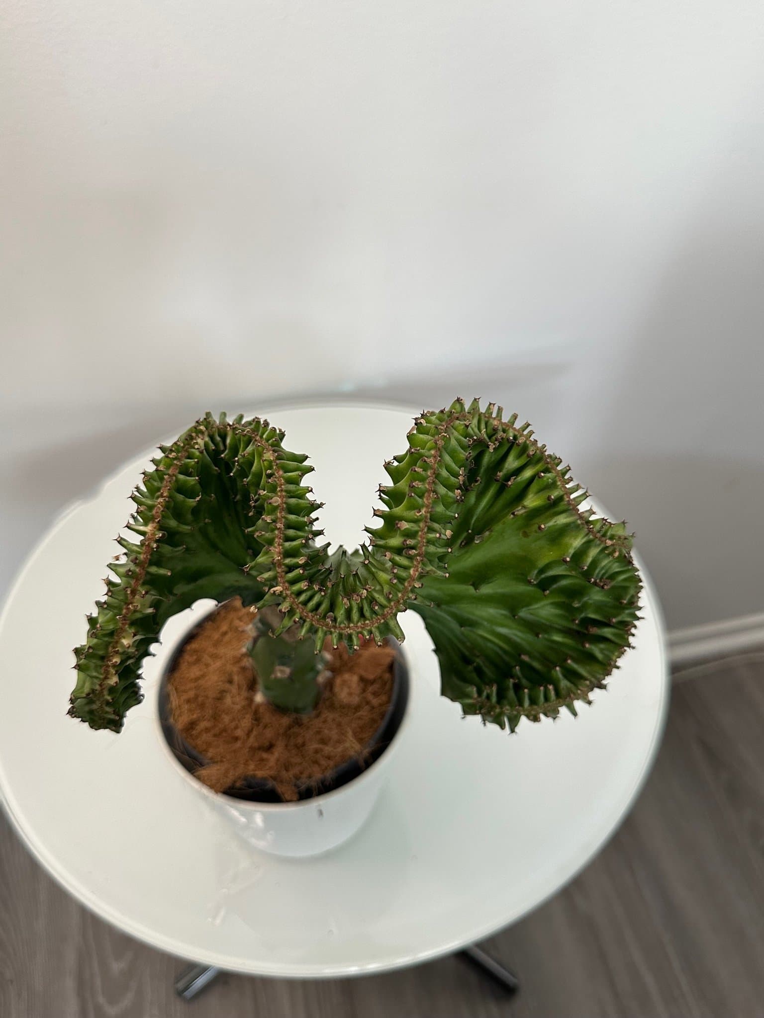 Korallkaktus (Euphorbia Lactea Cristata)