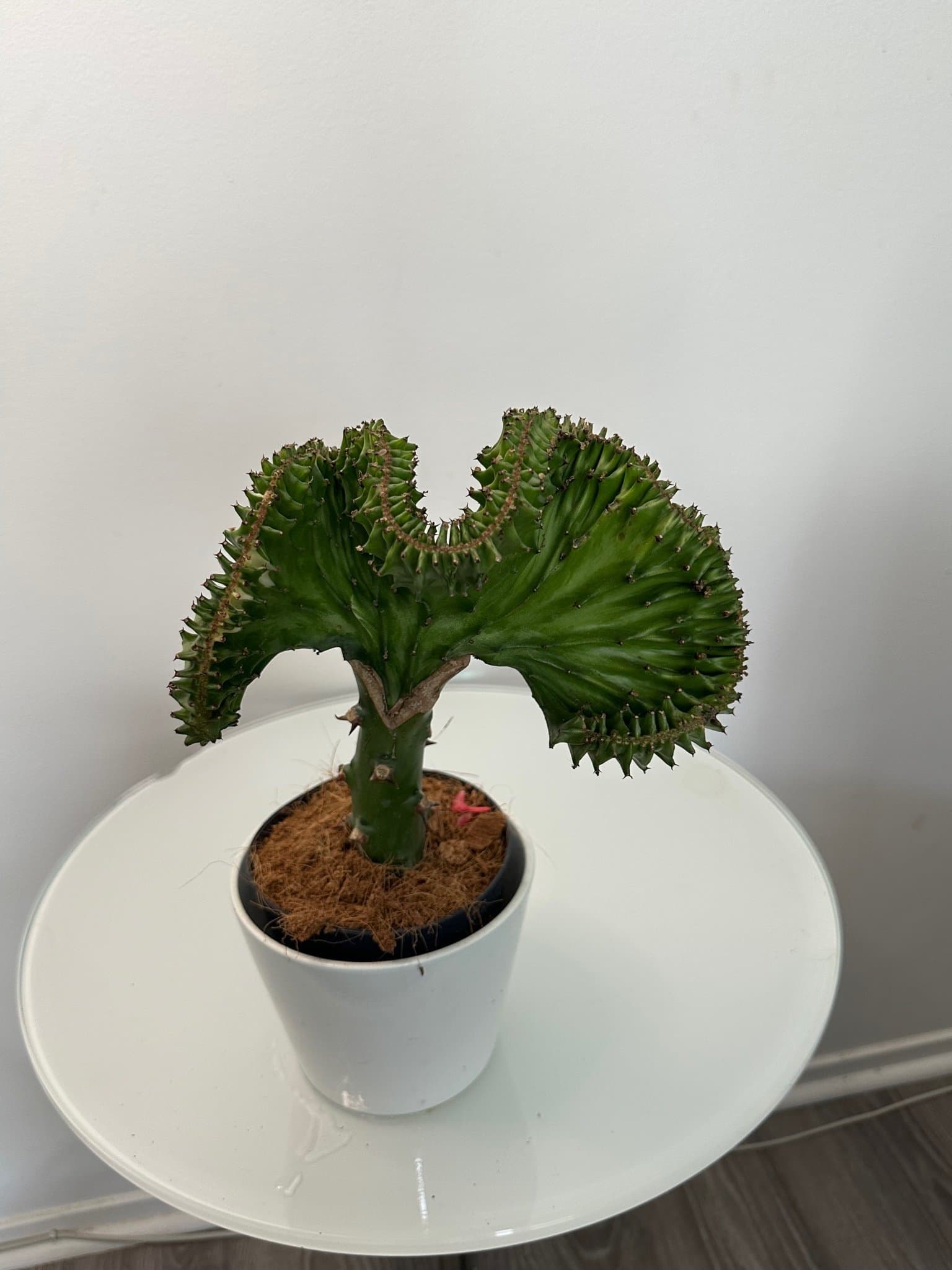 Korallkaktus (Euphorbia Lactea Cristata)
