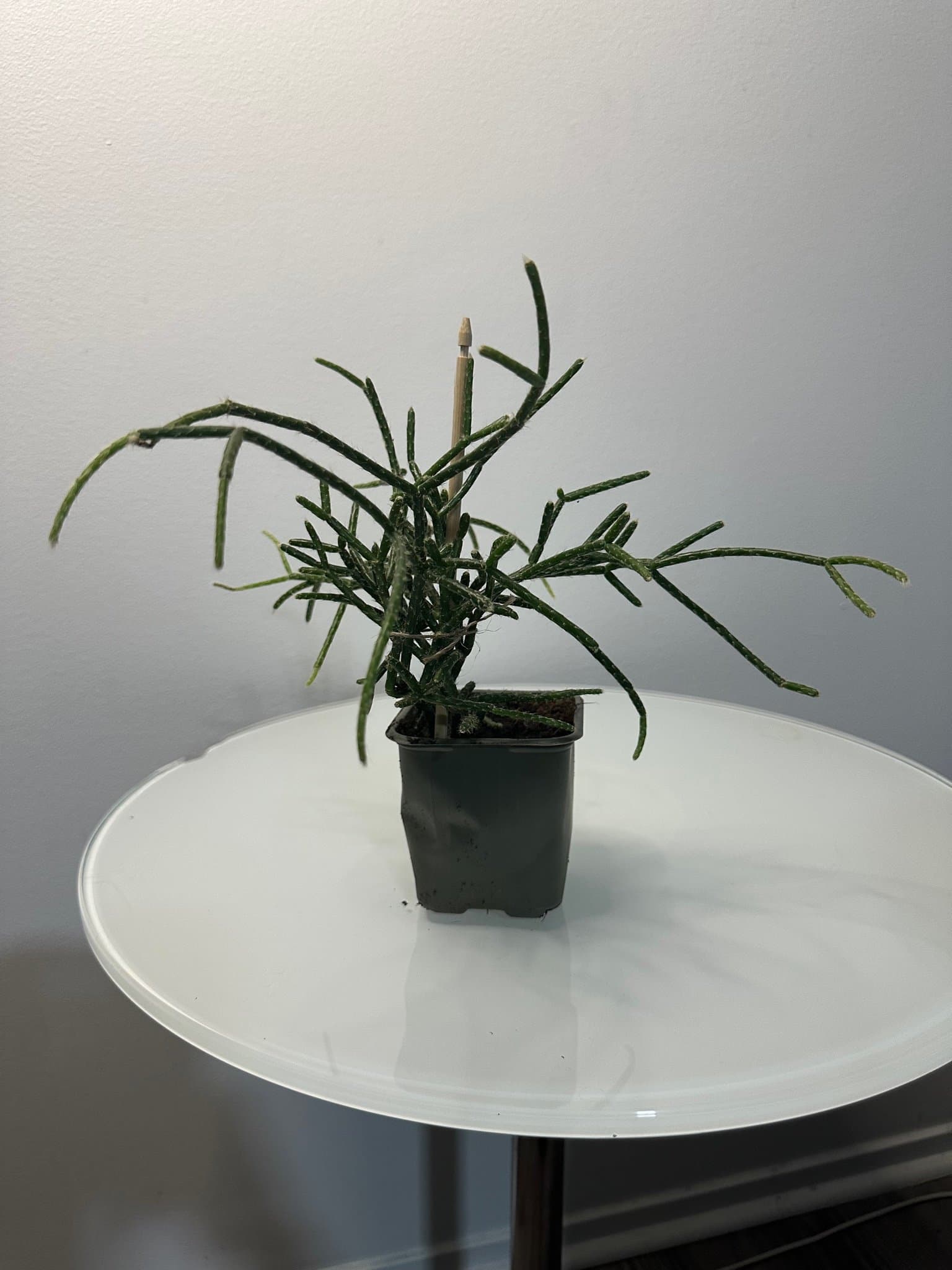 Rhipsalis, Kaktus