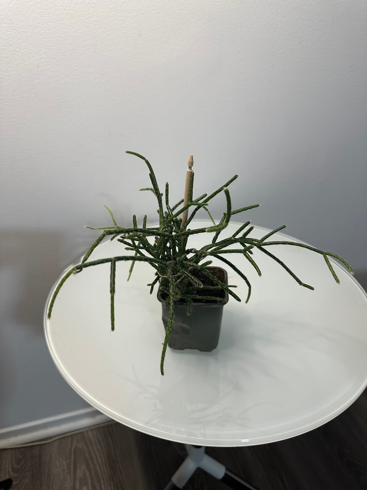 Rhipsalis, Kaktus