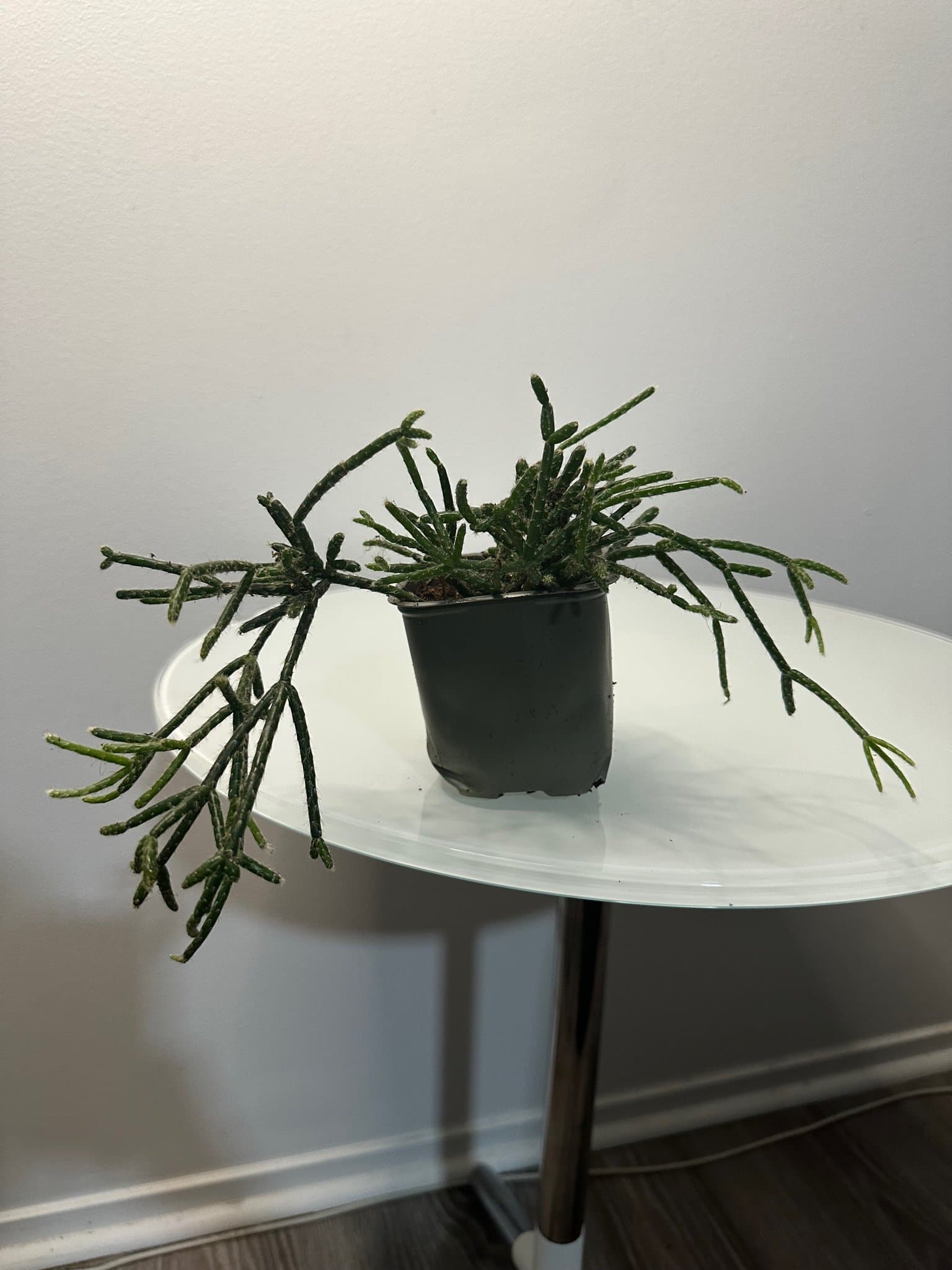 Rhipsalis ullnärskaktus hatoria skelett vit