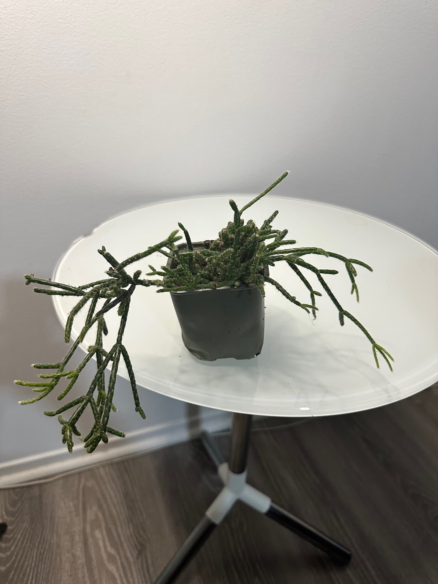 Rhipsalis ullnärskaktus hatoria skelett vit