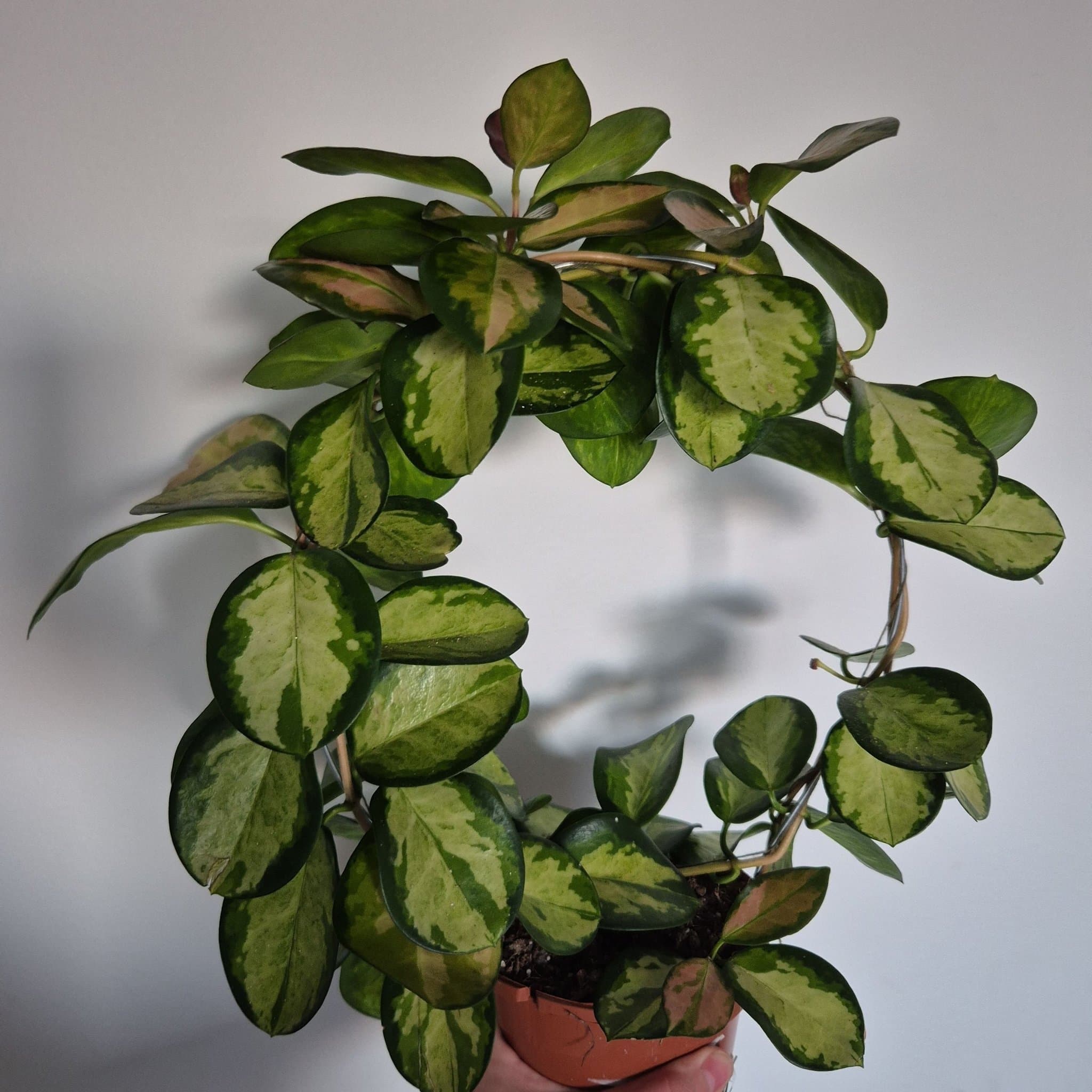 Hoya Australis Lisa