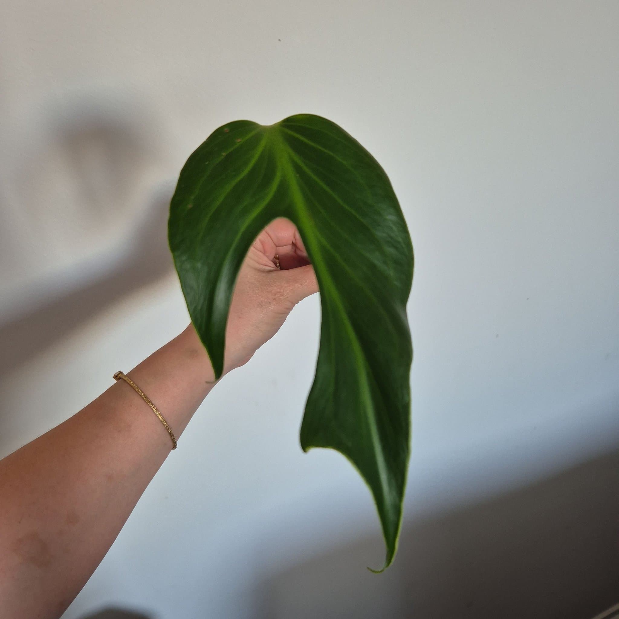 Monstera burle marx flame