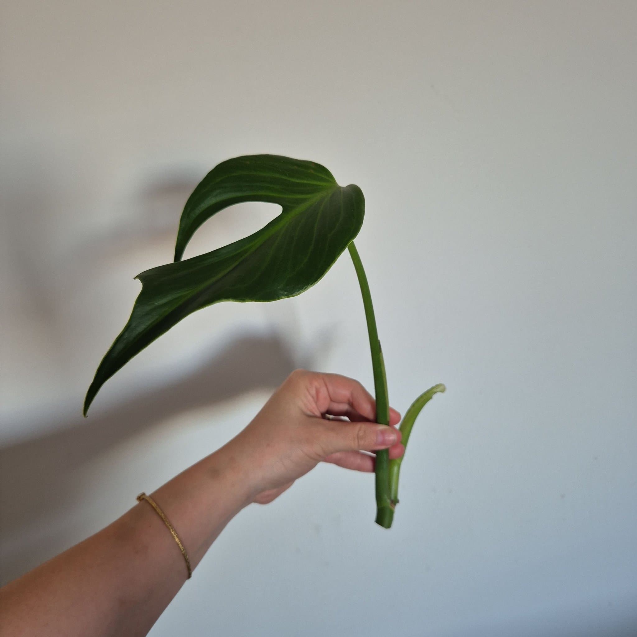 Monstera burle marx flame