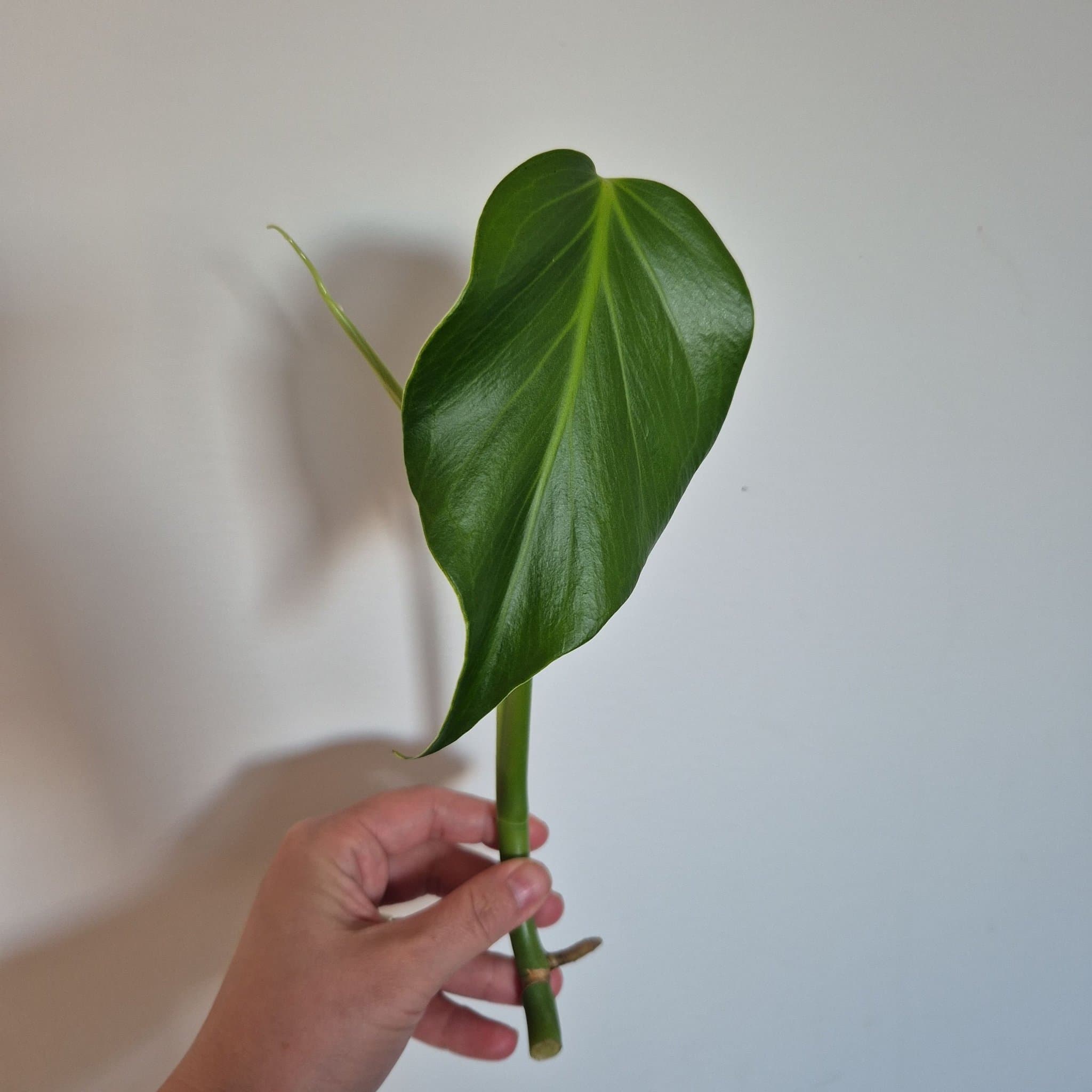 Monstera burle marx flame