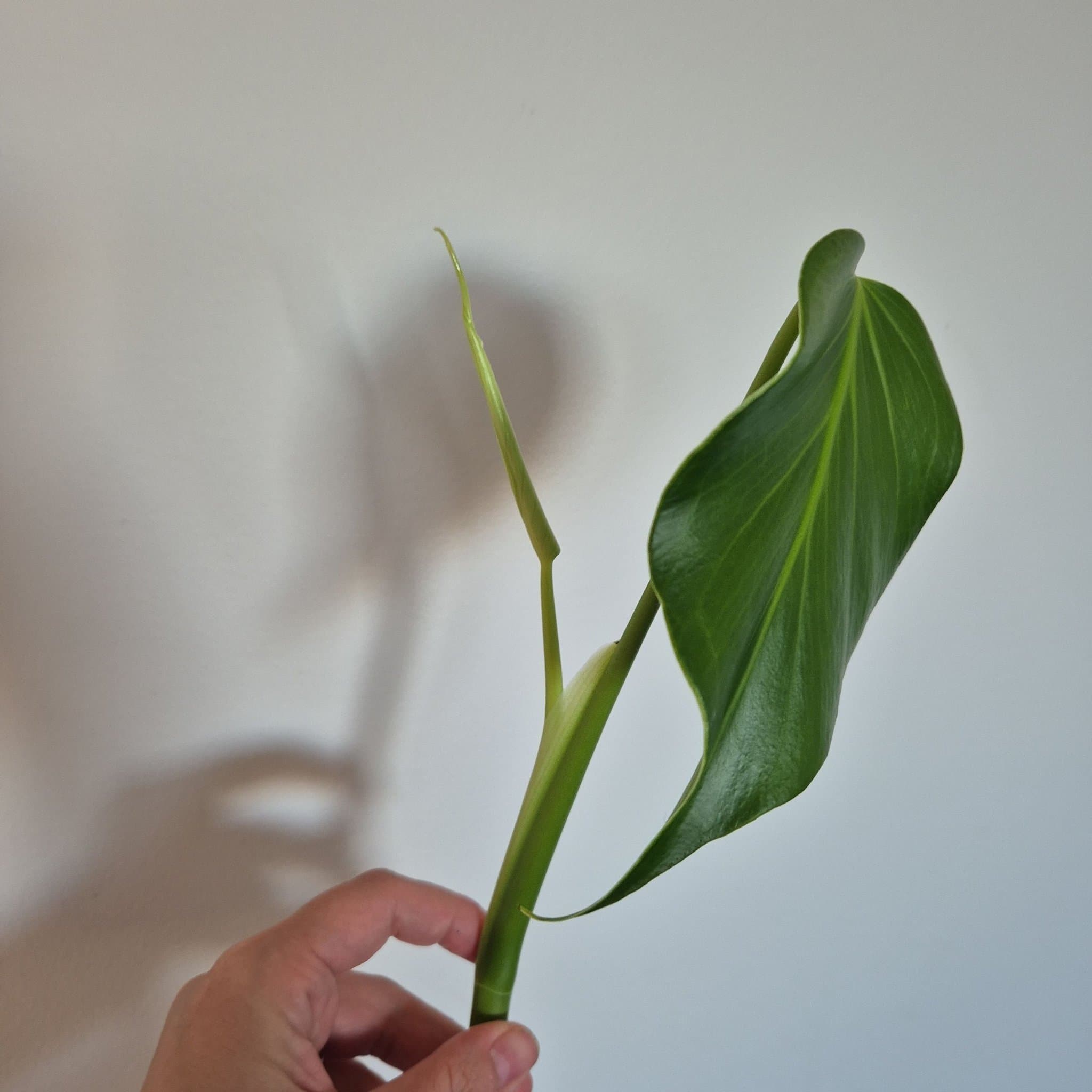 Monstera burle marx flame