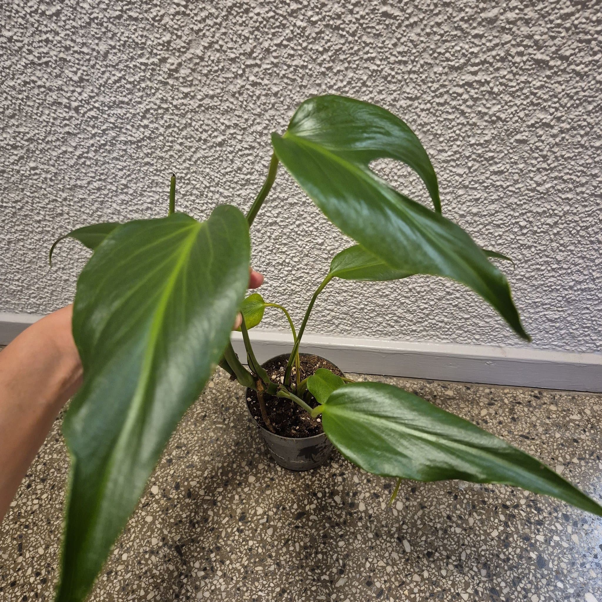 Monstera burle marx flame