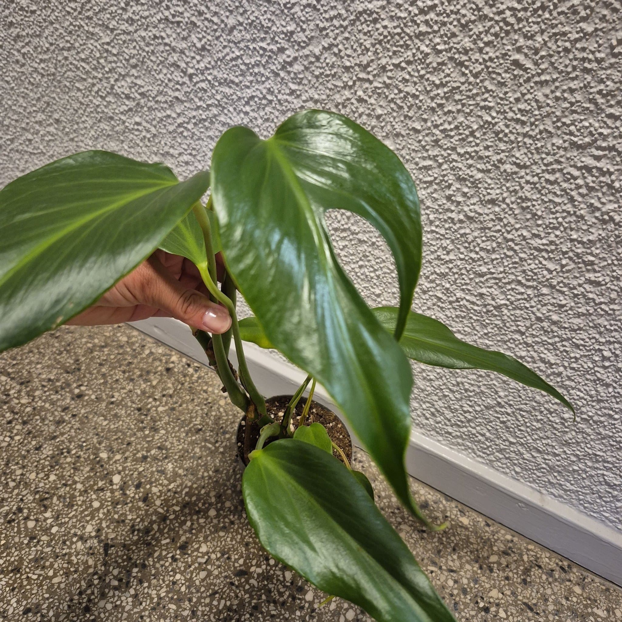 Monstera burle marx flame