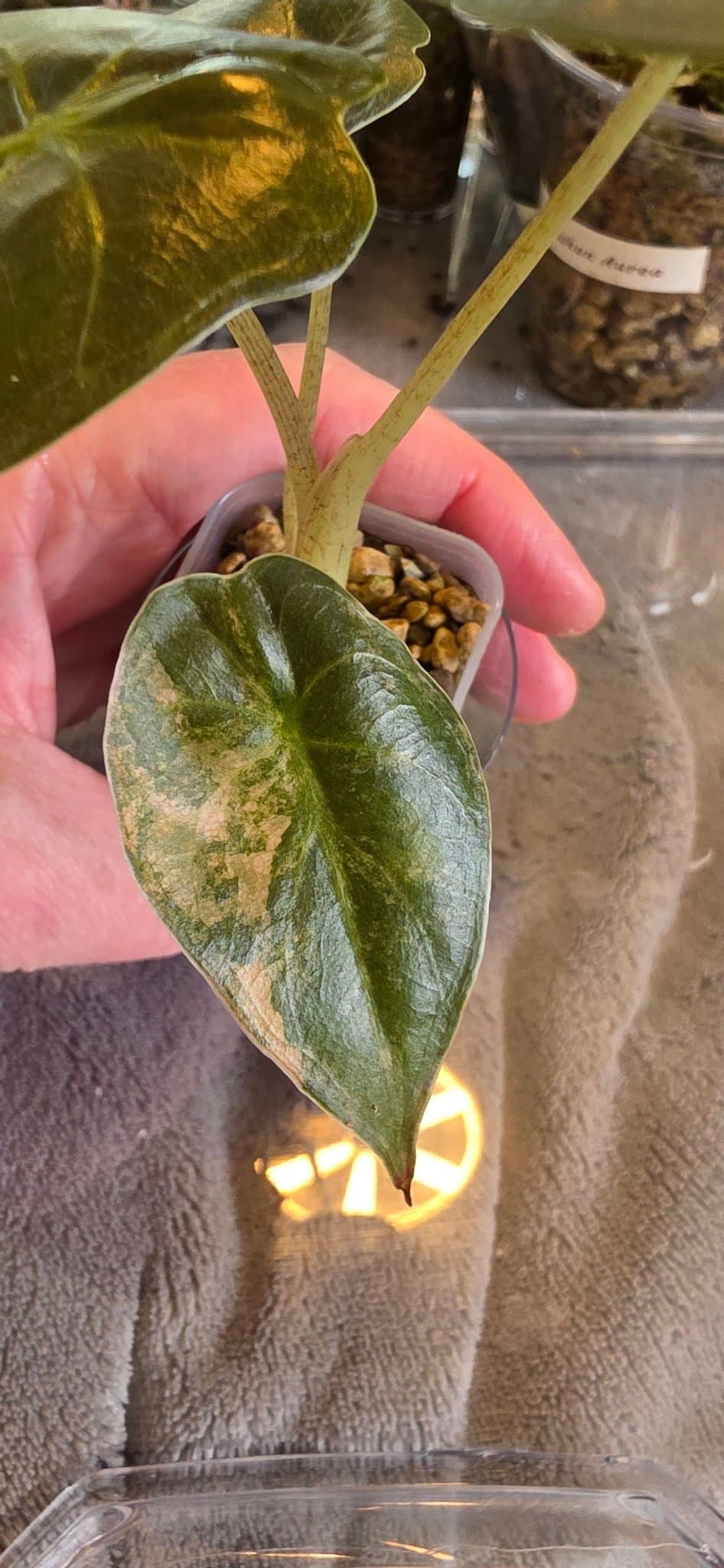 Alocasia Wentii Aurea