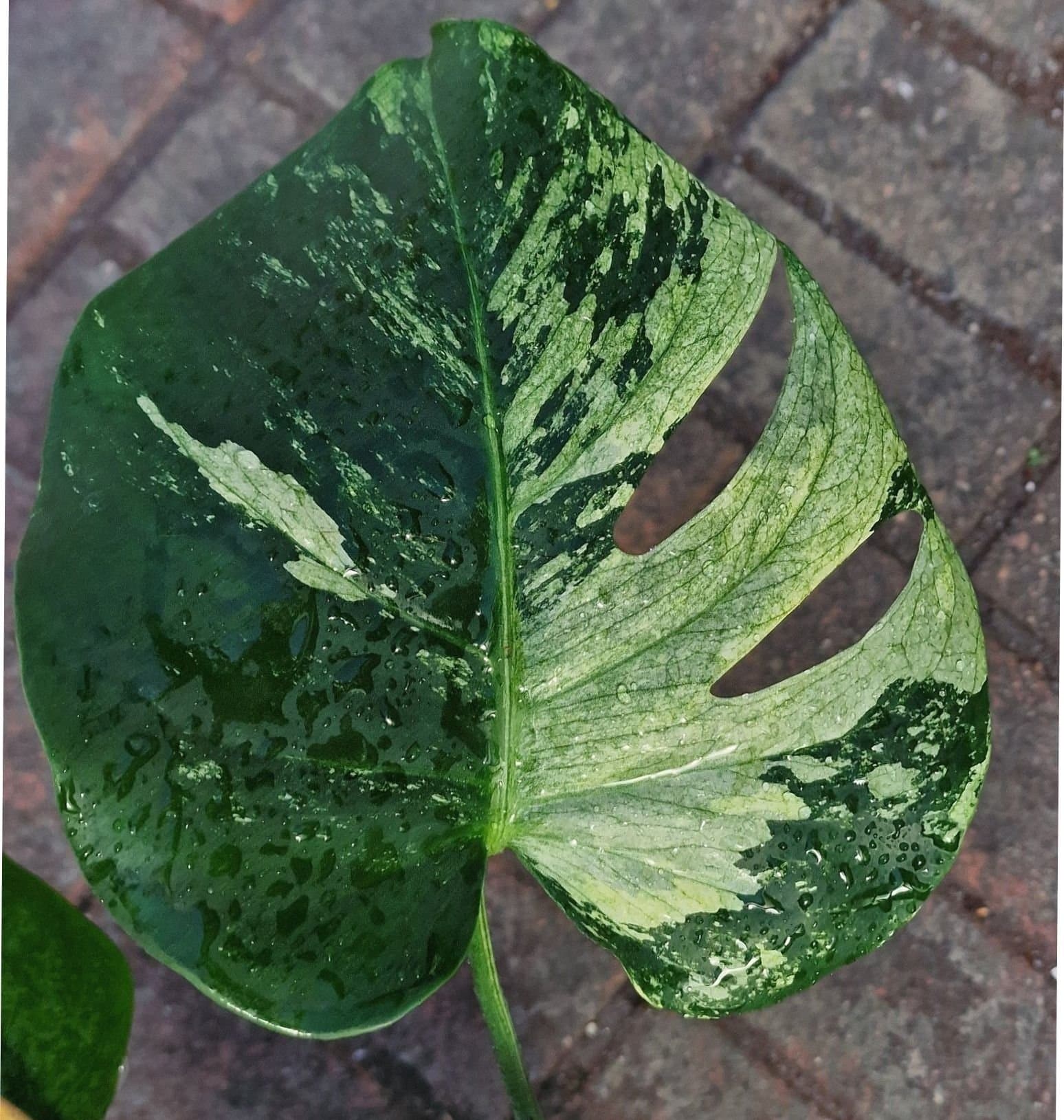Monstera Deliciosa Larg form blue mint sport noid variegata