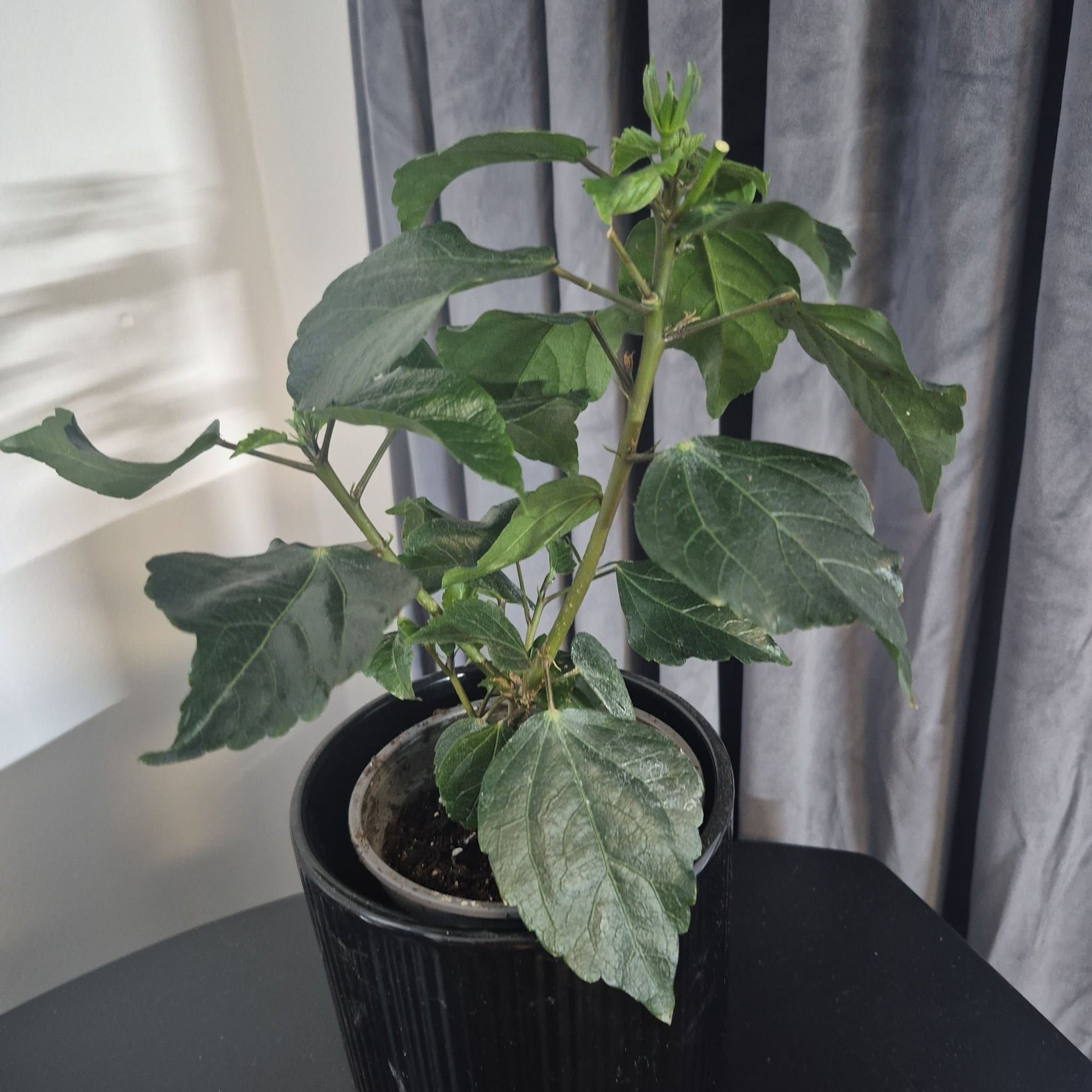 Hibiskusplanta