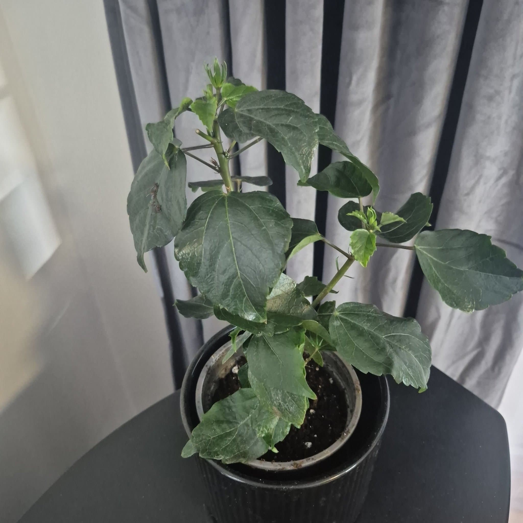 Hibiskusplanta