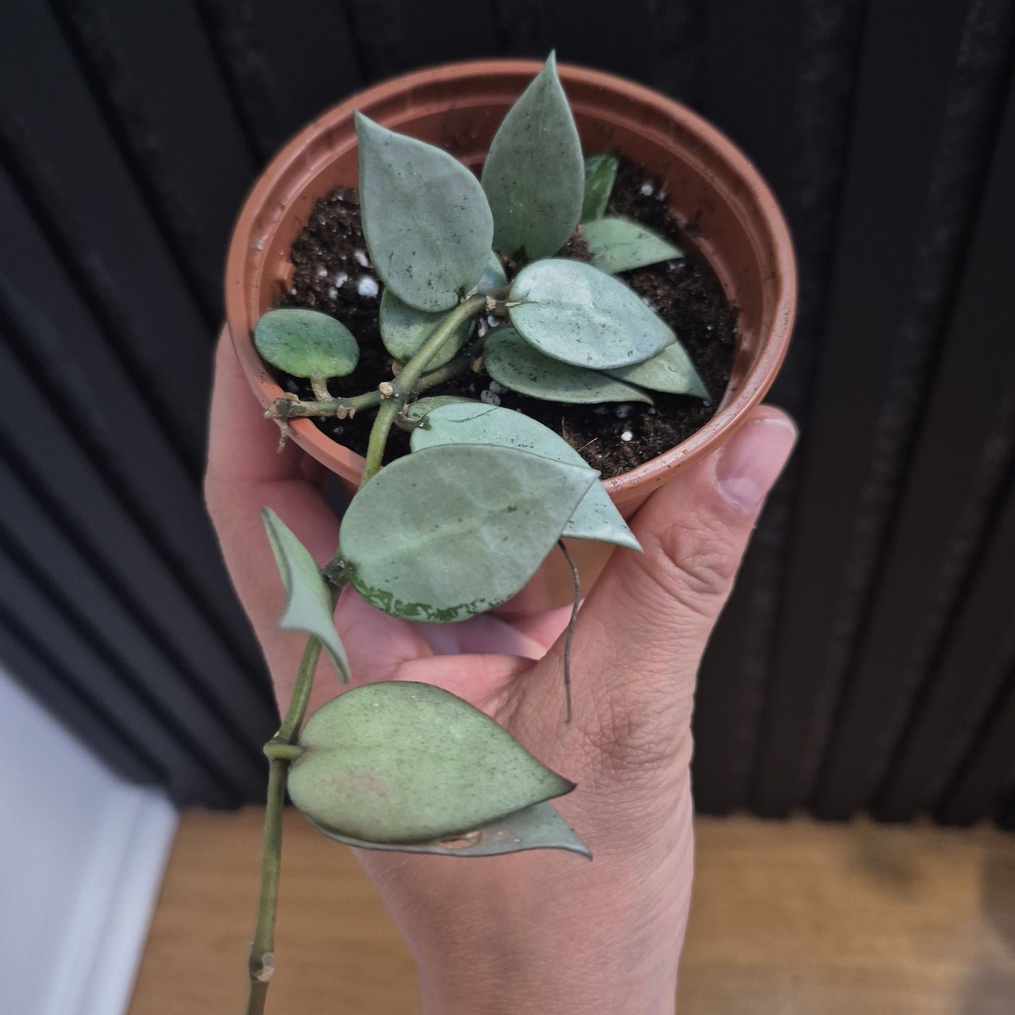 Hoya krohniana 'Eskimo'