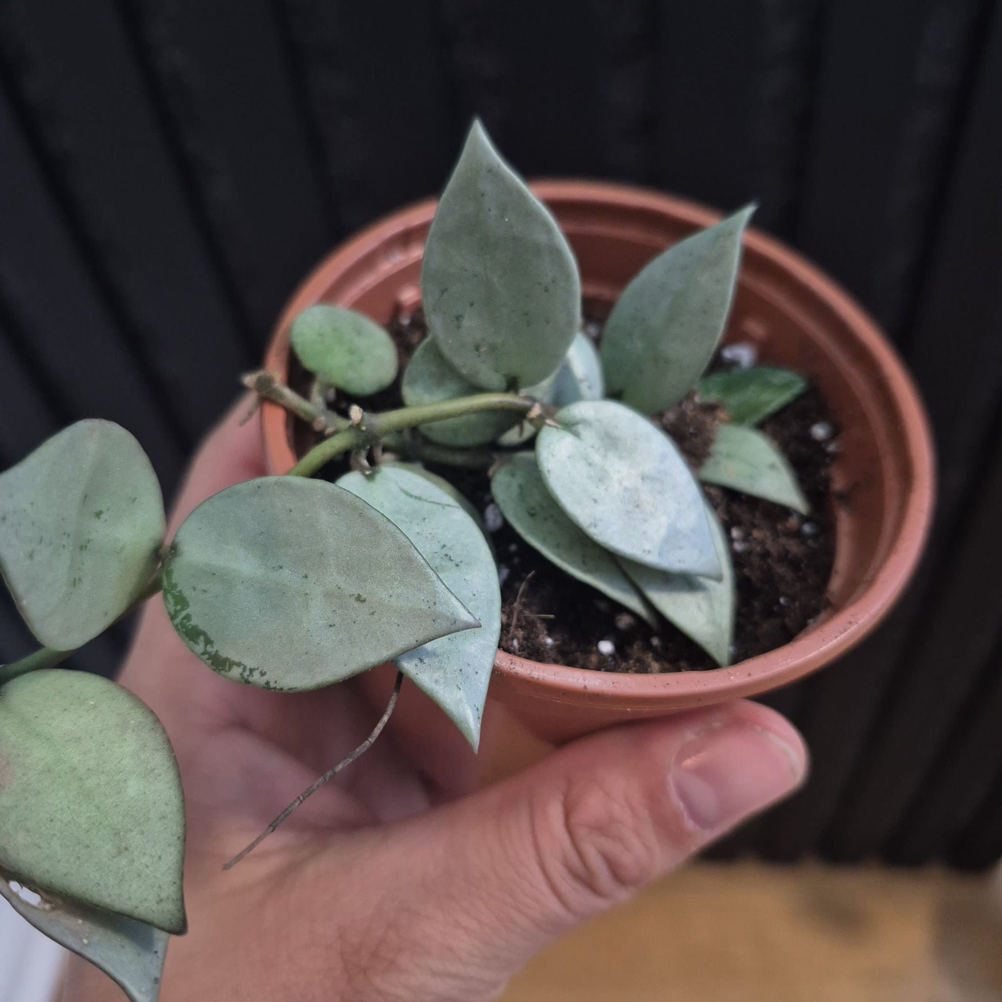 Hoya krohniana 'Eskimo'