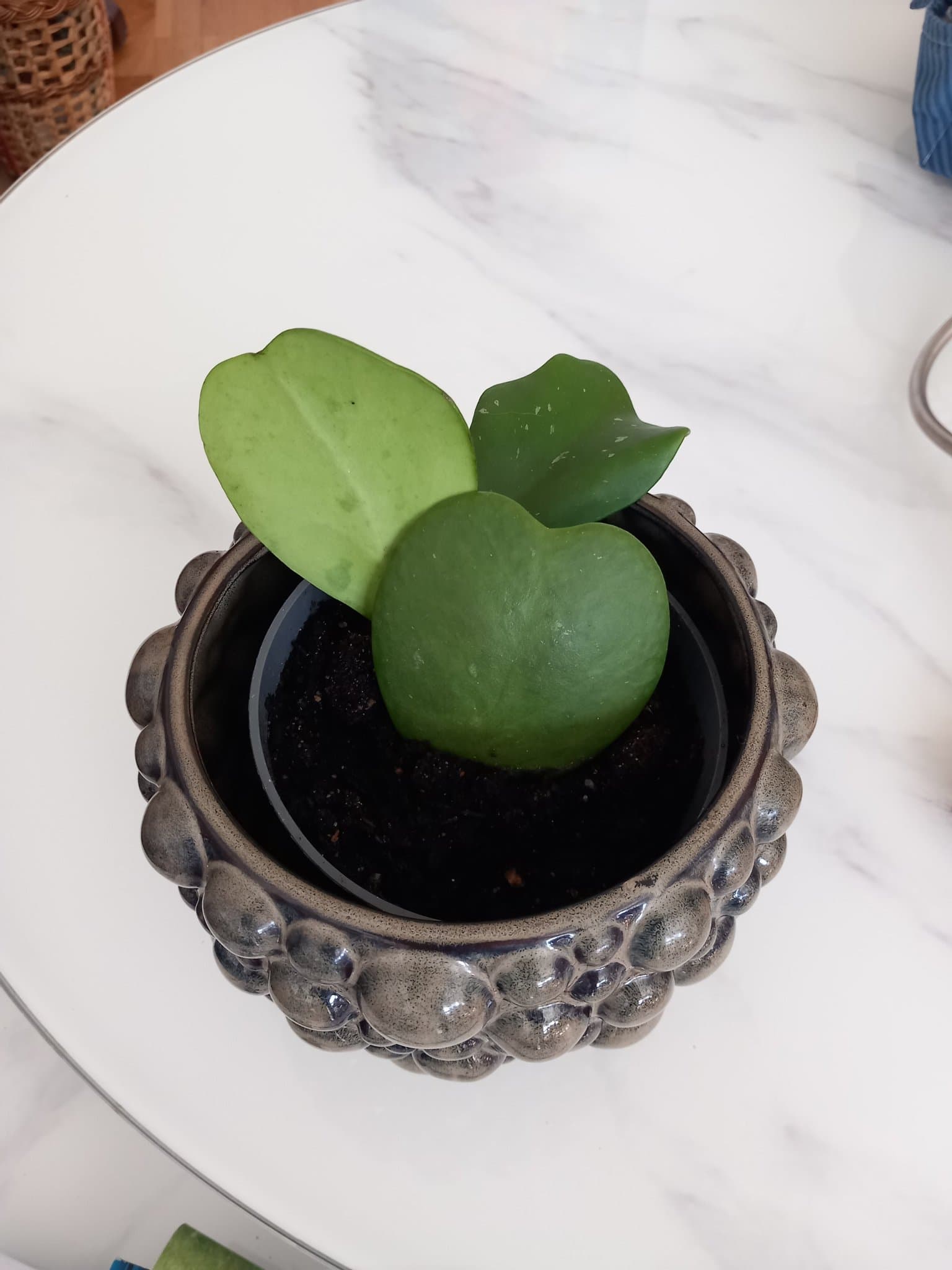 Hoya kerrii planta porslinsblomma hjärtformade blad hjärthoya