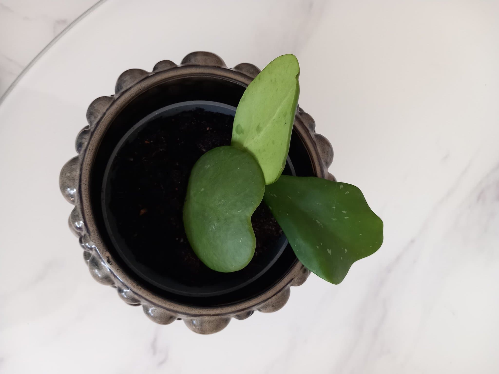Hoya kerrii planta porslinsblomma hjärtformade blad hjärthoya