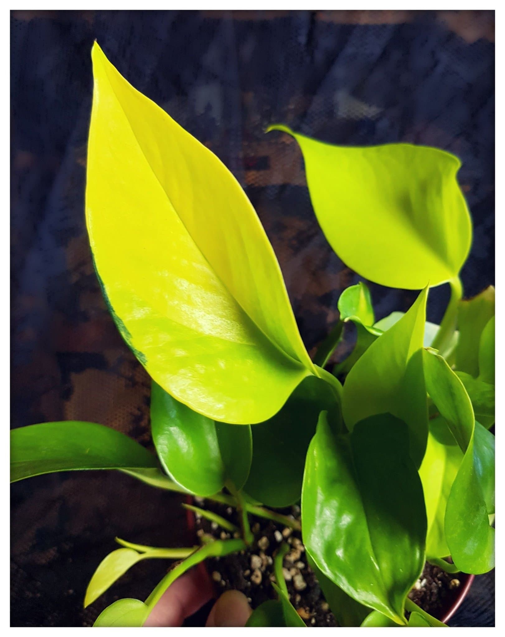 GYLLENE POTHOS GULLRANKA EPIPREMNUM AUREUM NEON ROTAD STICKLING SKOTT