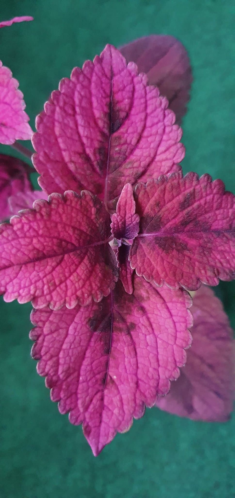 Inky Pinky Palettblad stickling