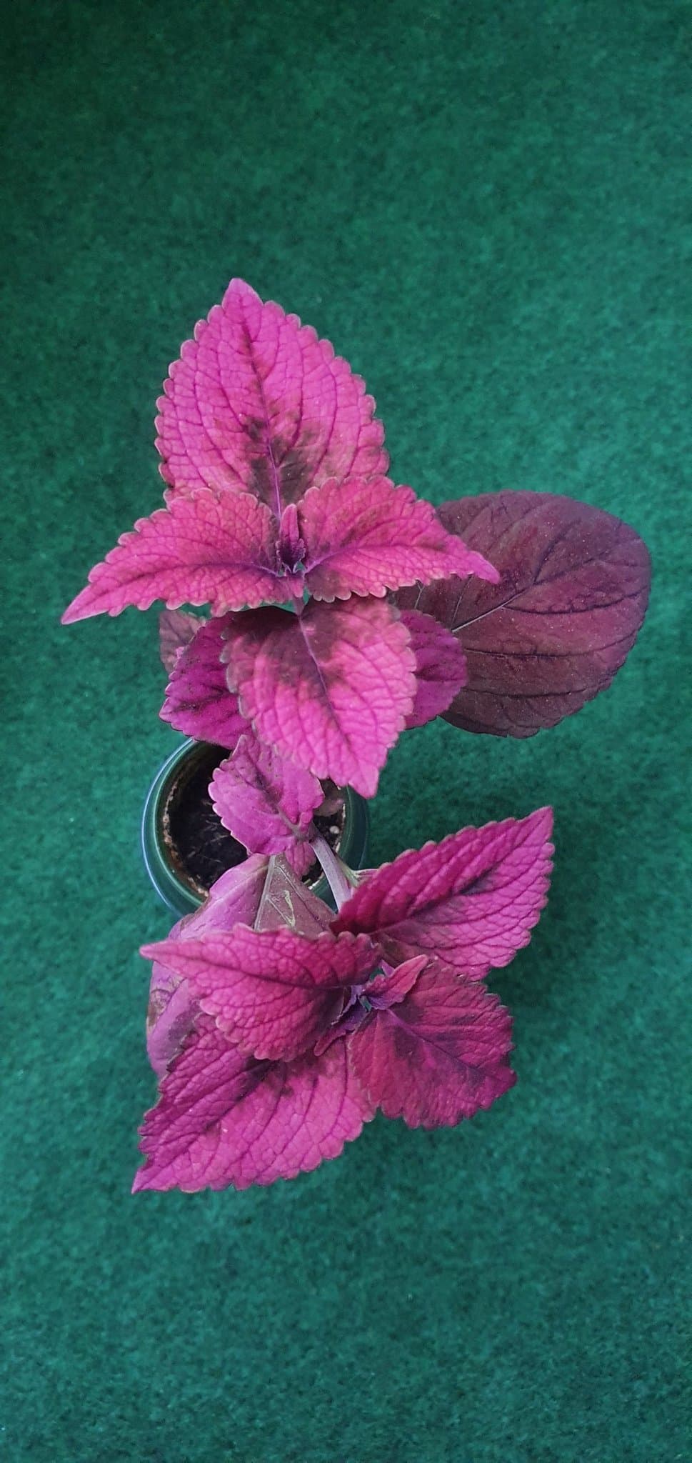 Inky Pinky Palettblad stickling