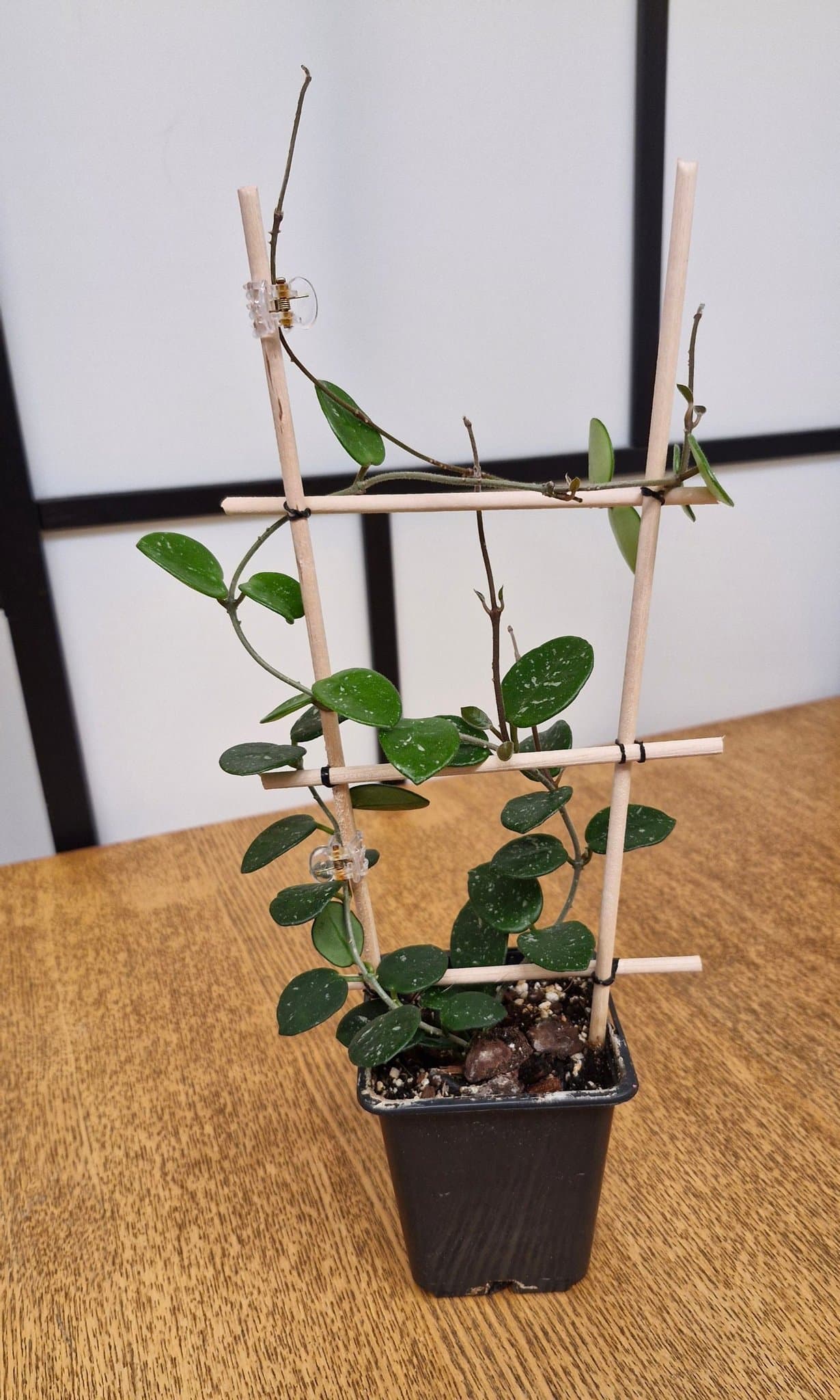 Hoya Mathilde, en planta