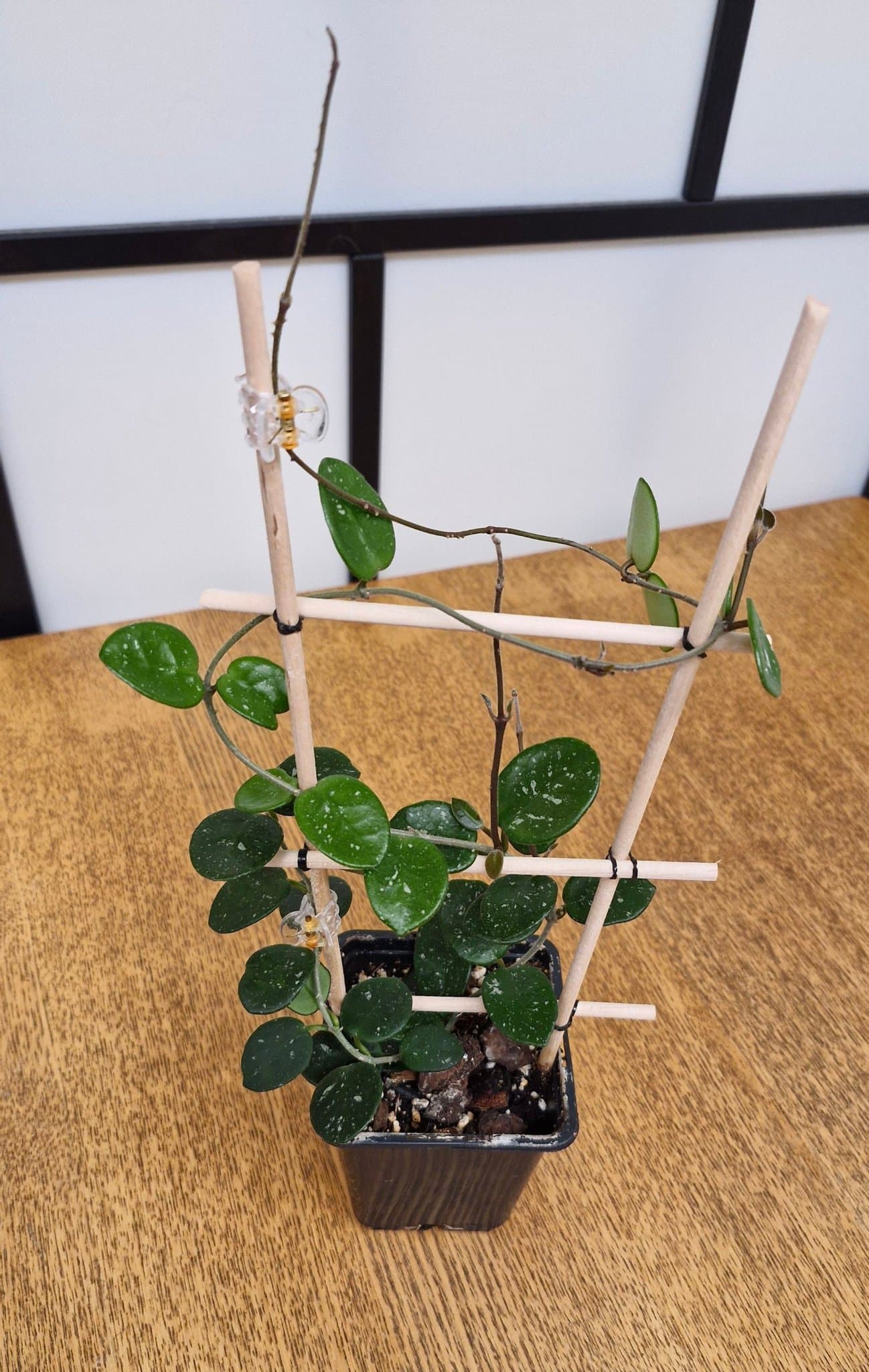 Hoya Mathilde, en planta