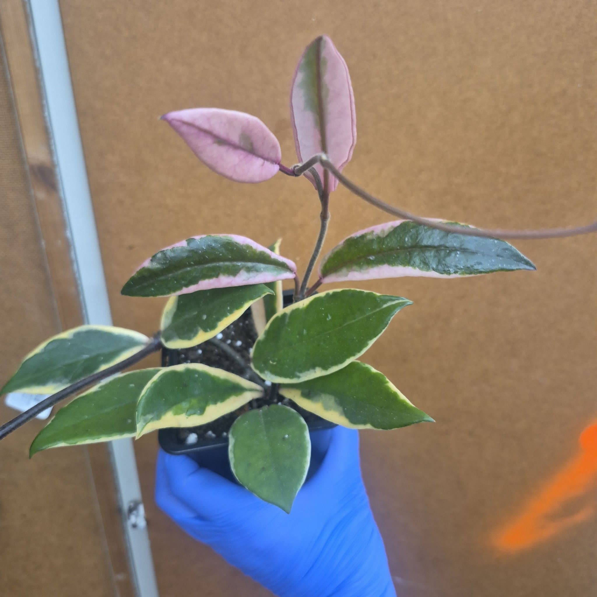 Hoya flamingo dream