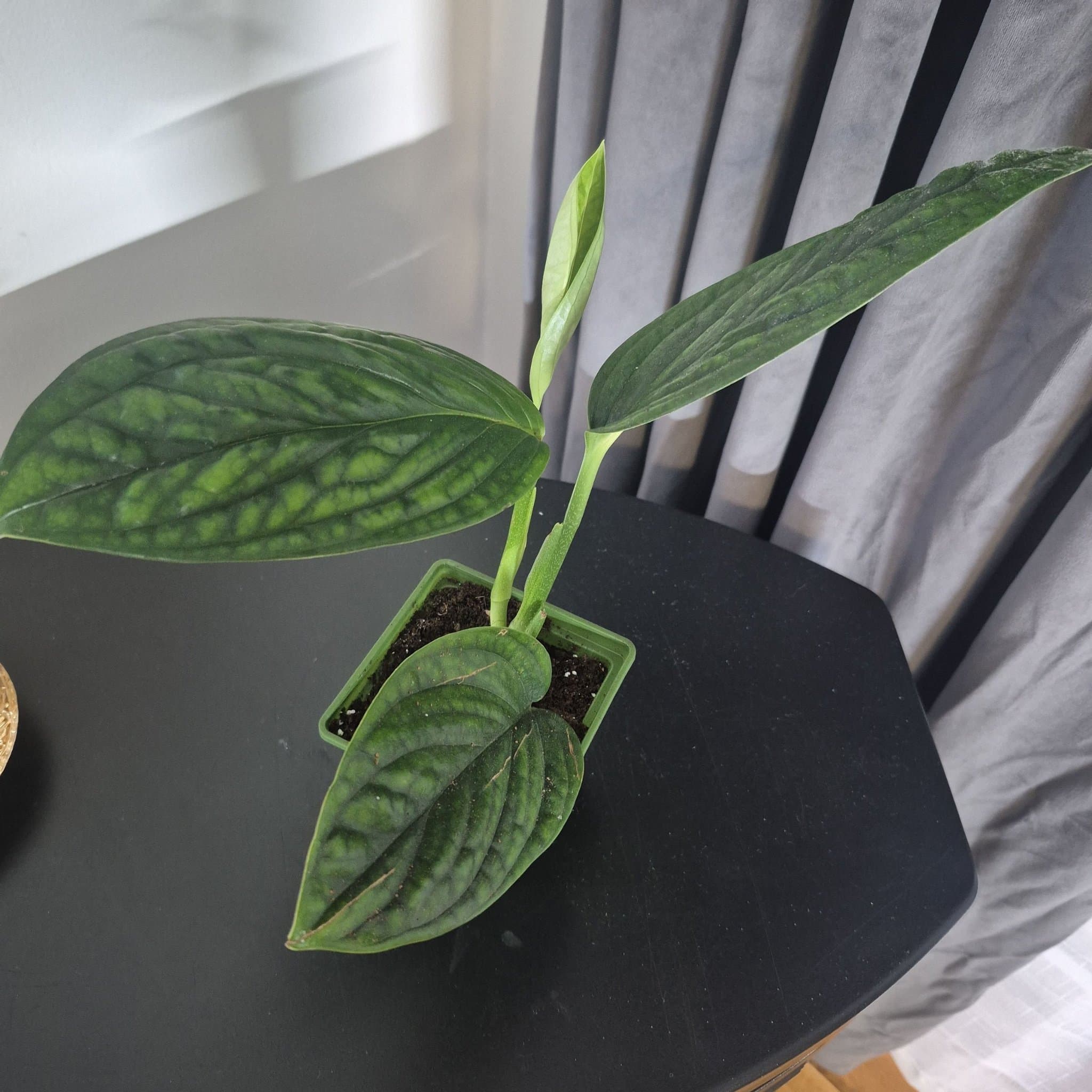 Monstera Peru