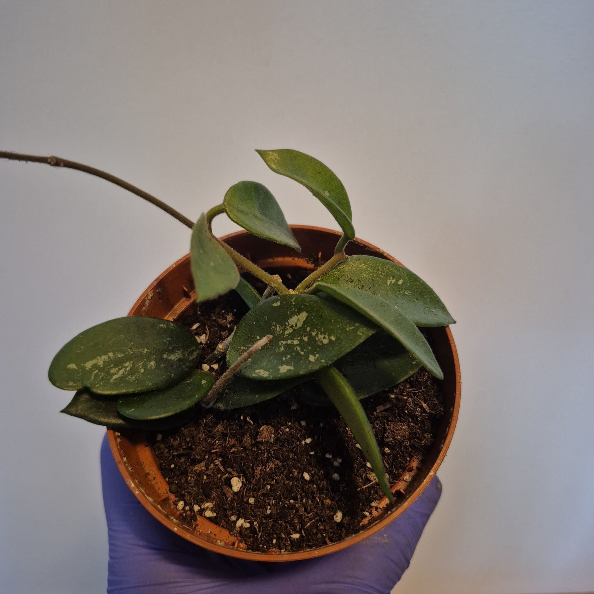 Hoya carnosa x serpens 'Chouke'