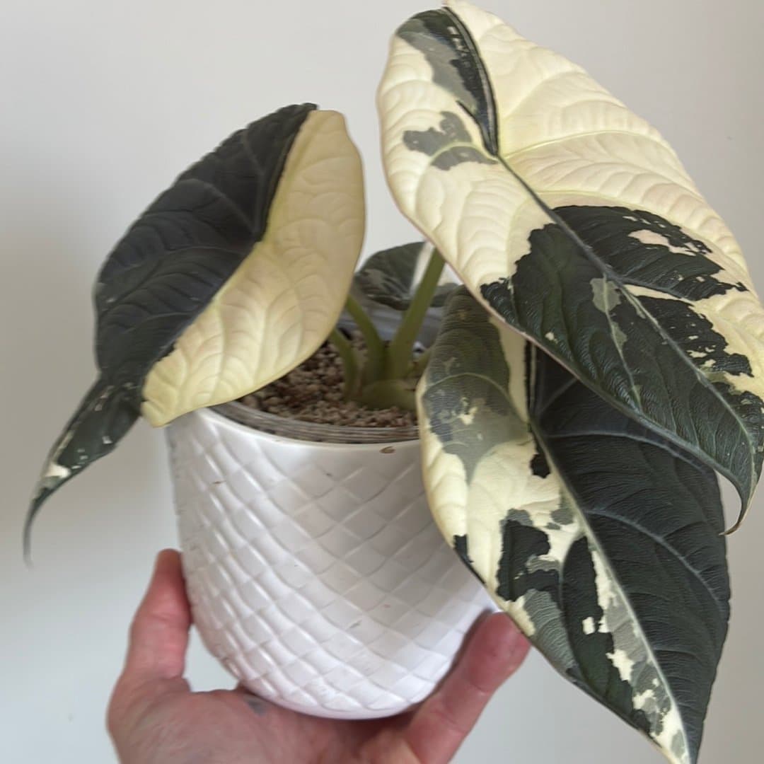 Alocasia Mahari Albo Var 1st Corm
