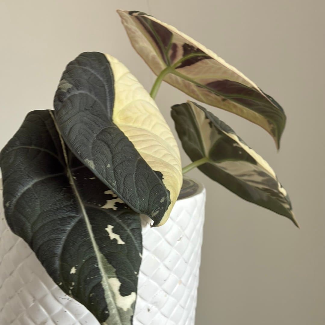 Alocasia Mahari Albo Var 1st Corm