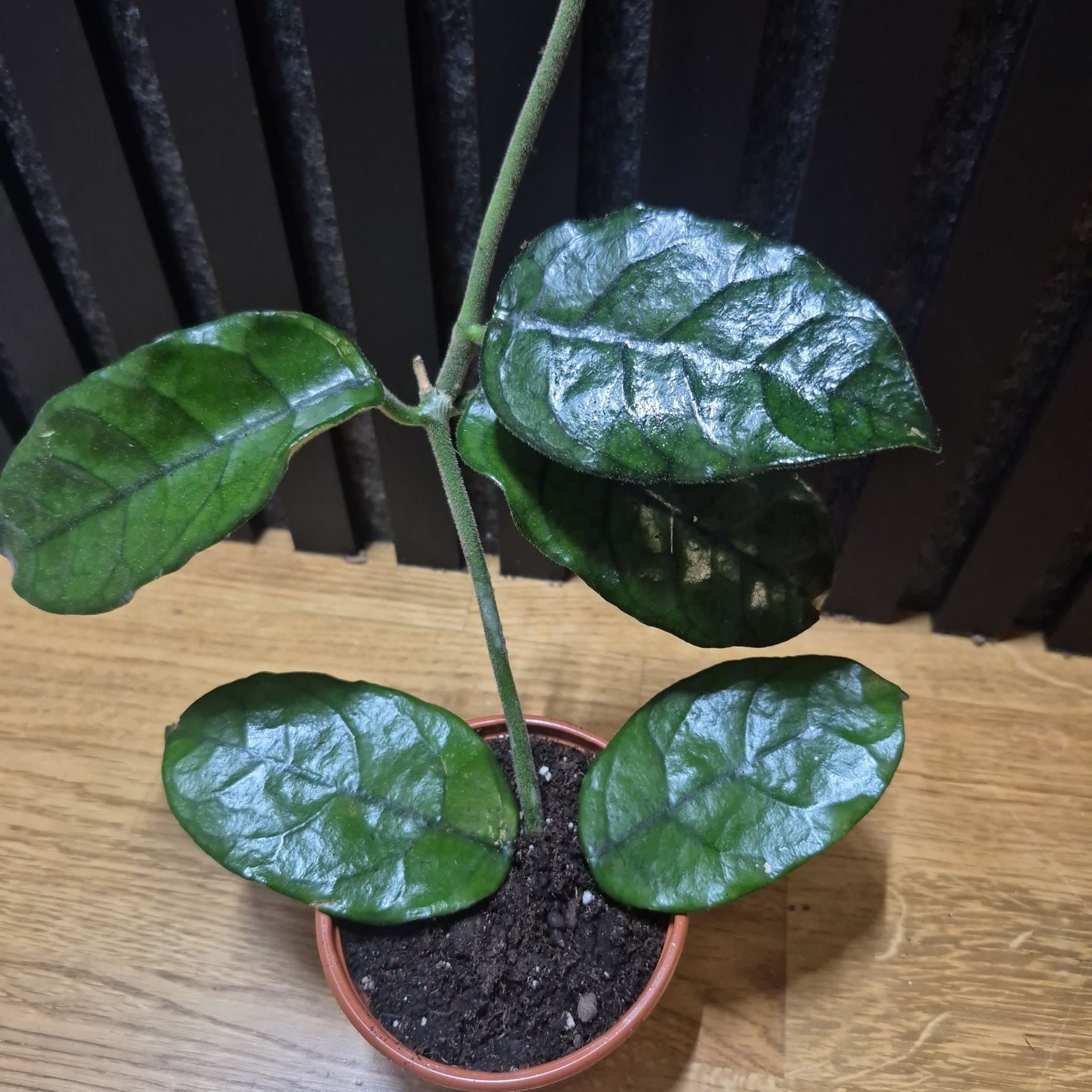 Hoya globulosa vilosa