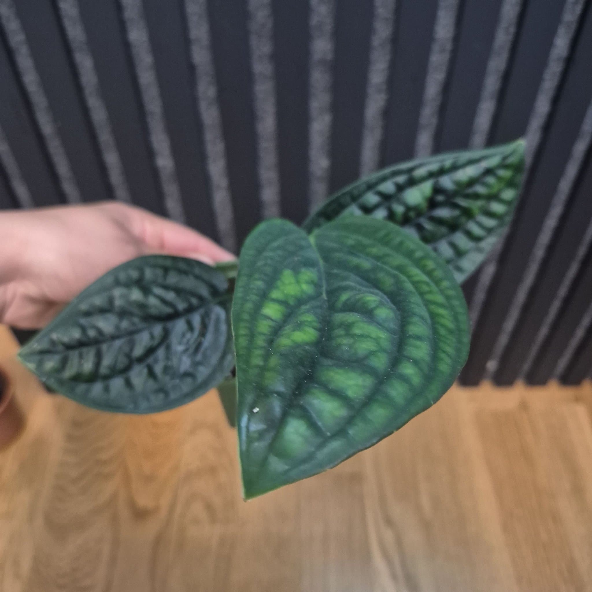Monstera Peru