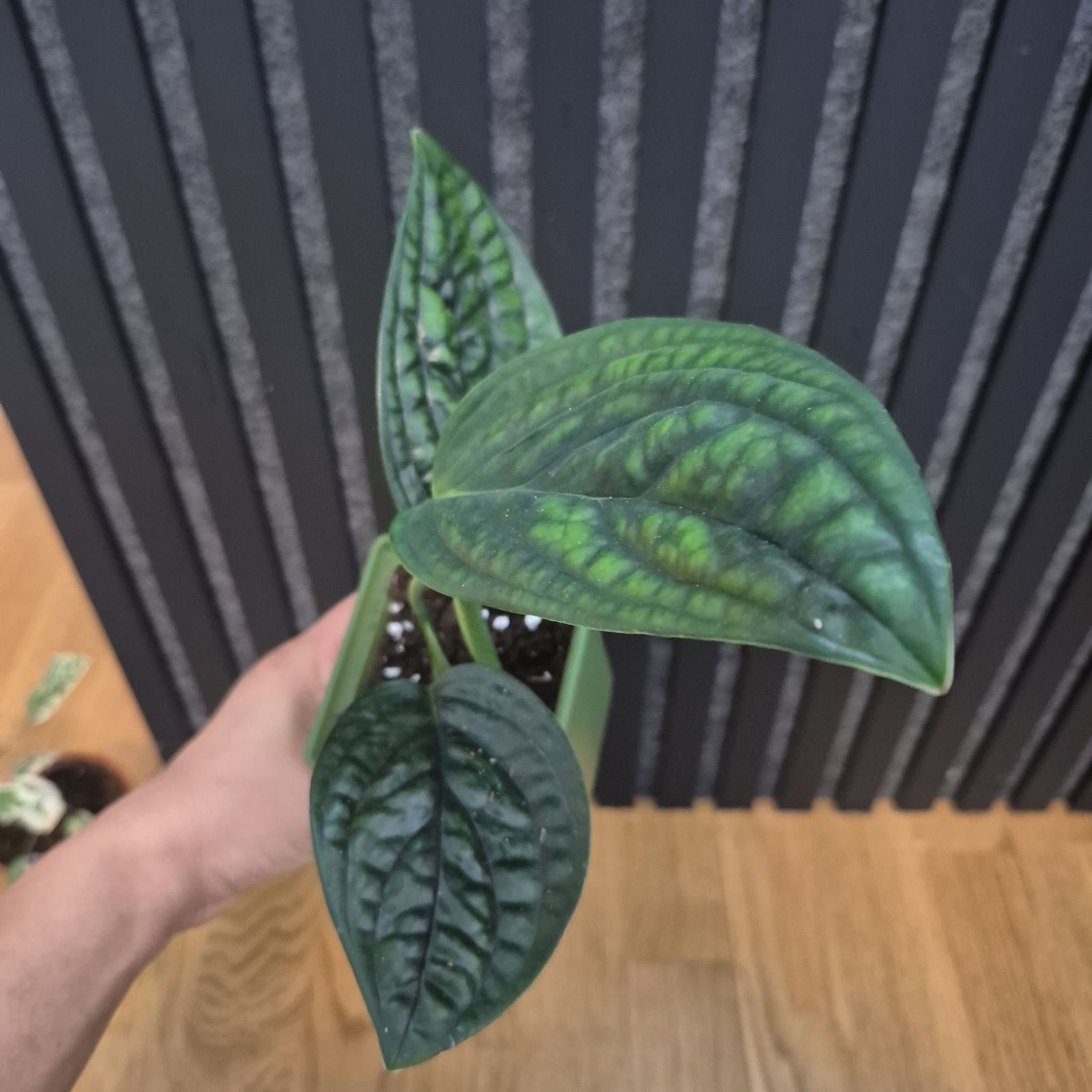 Monstera Peru