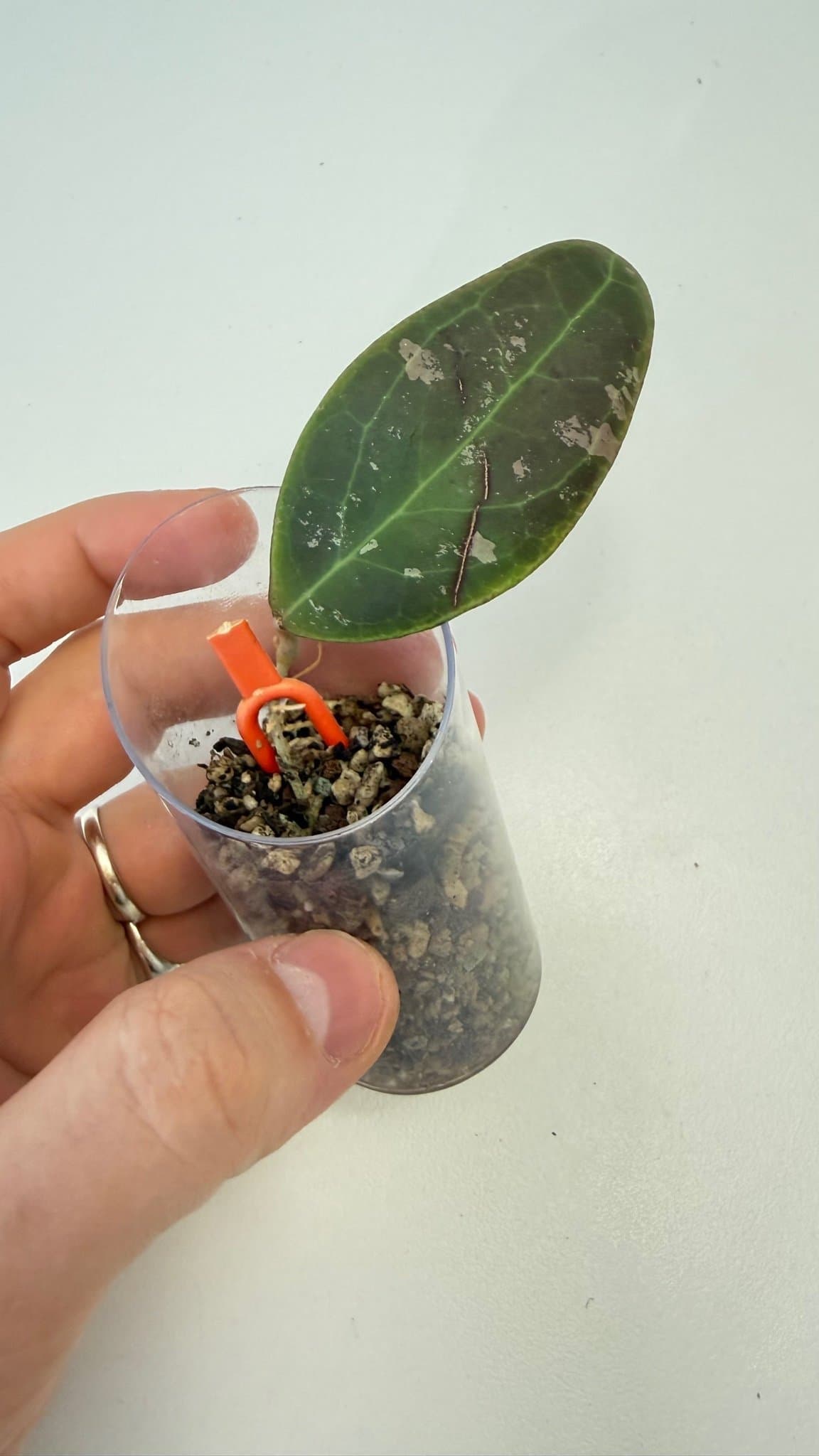 Hoya sp. rintzii EPC-950, Borneo