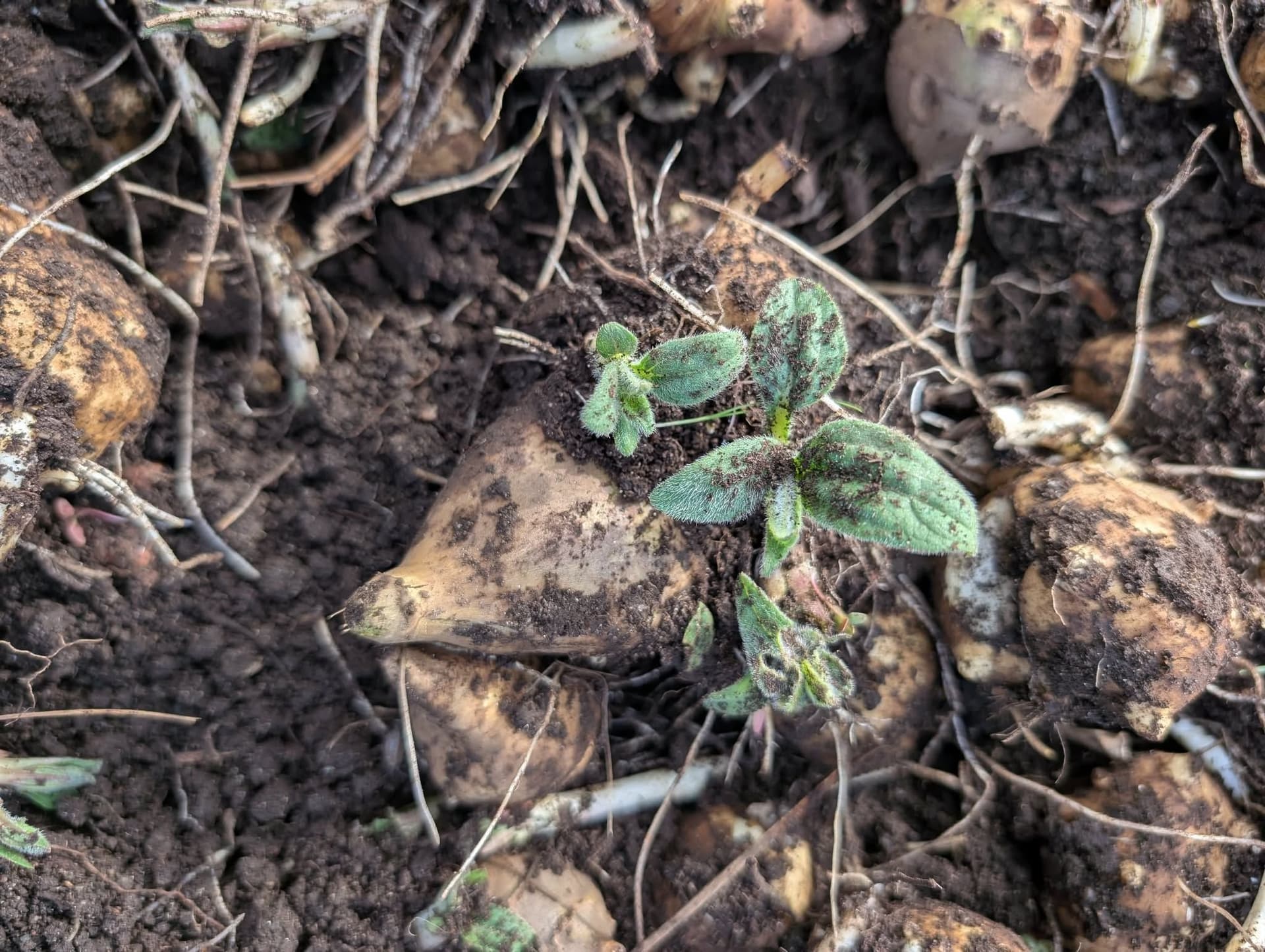 Jordärtskocka - knölar för plantering 800g perenn
