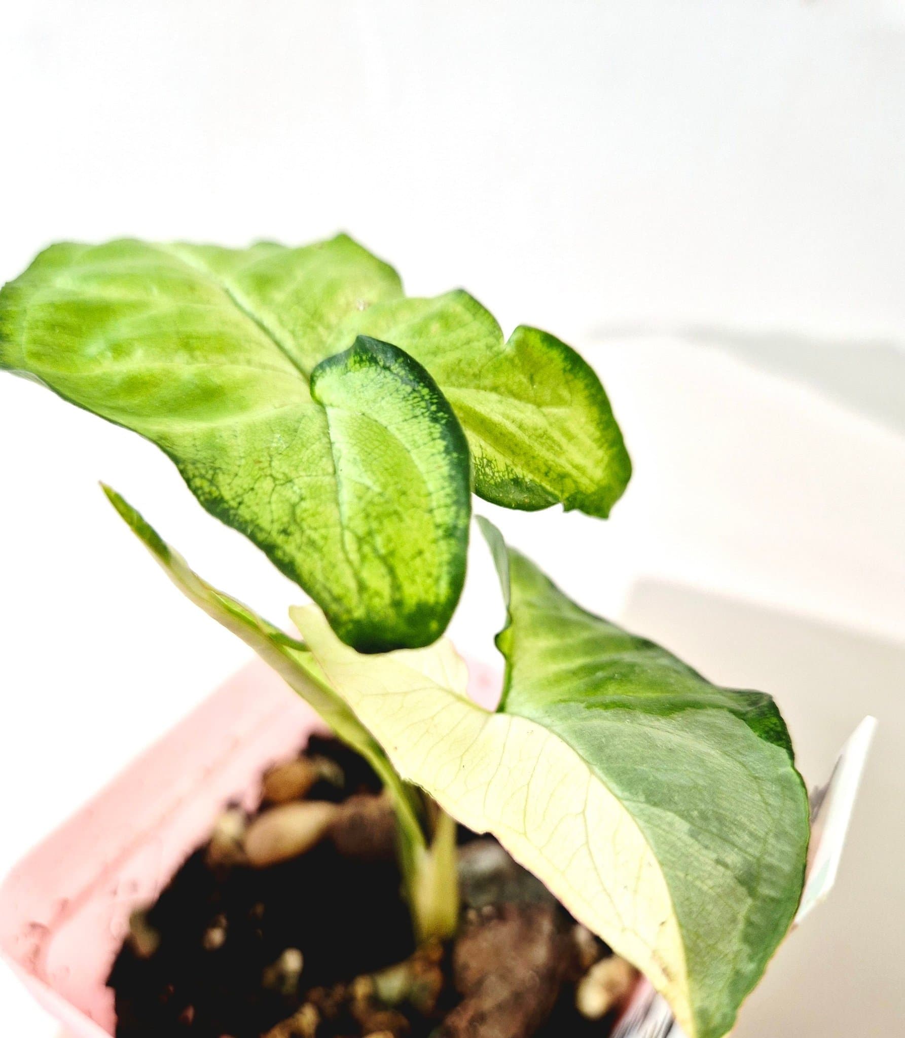 Syngonium Angustatum