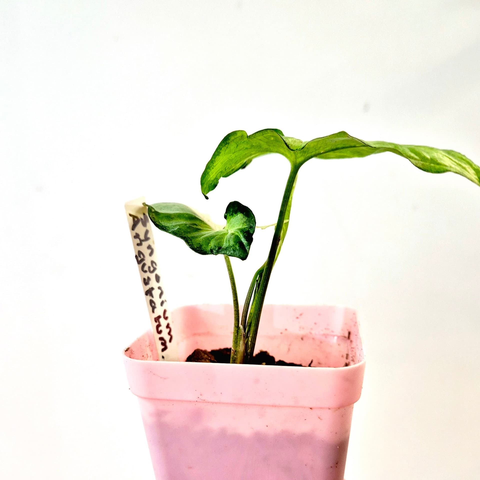 Syngonium Angustatum