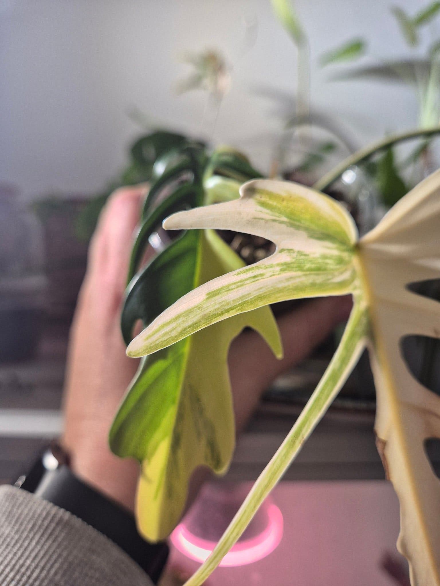 Philodendron Florida Beauty x Tortum – rotad hybrid